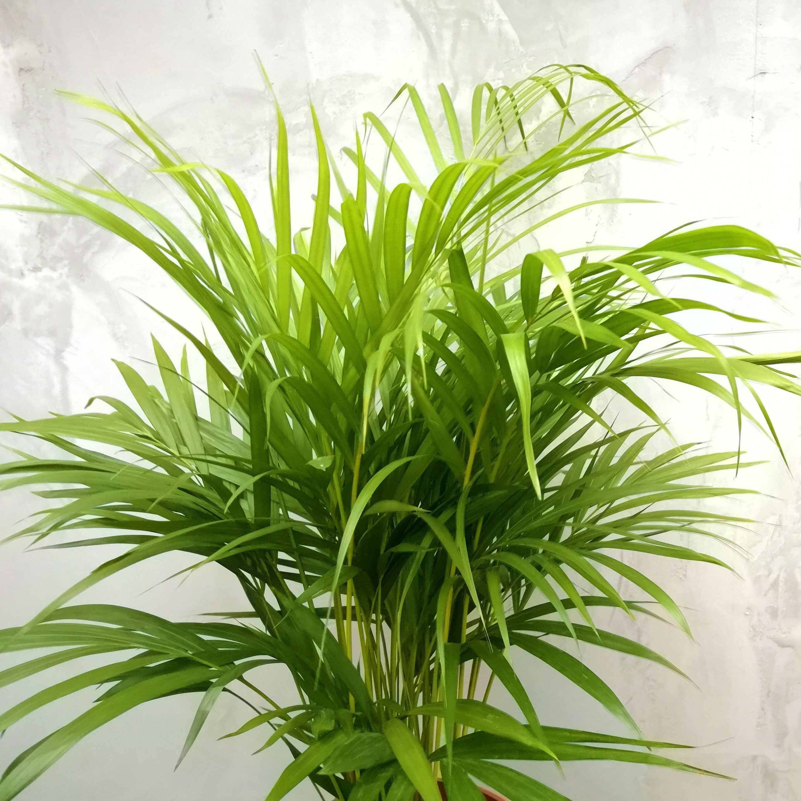 送料無料】観葉植物 アレカヤシ 中鉢 フレグラーポット付き