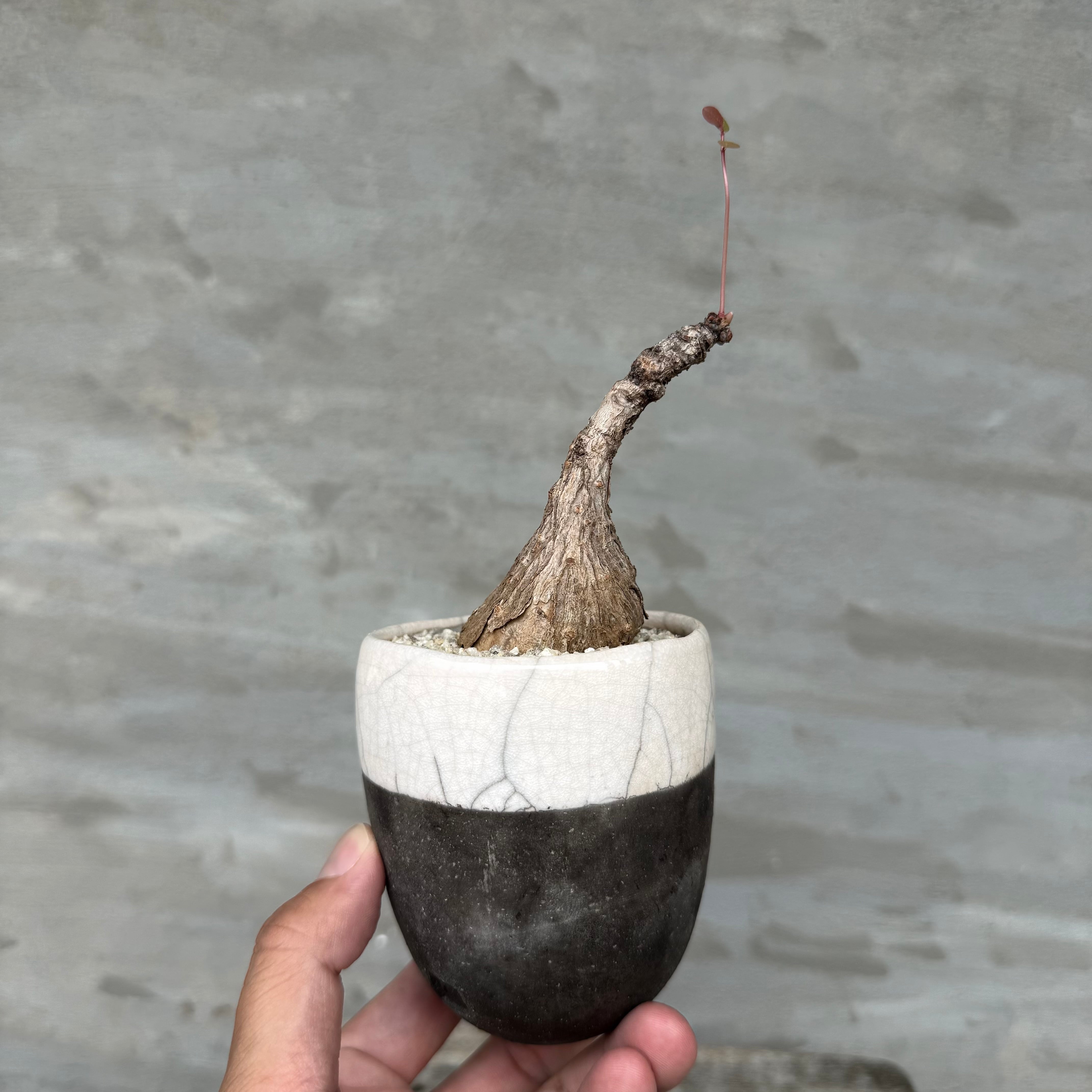 植物×鉢】可愛い手乗り！パキポディウム ブレビカリックス 現地球 発根