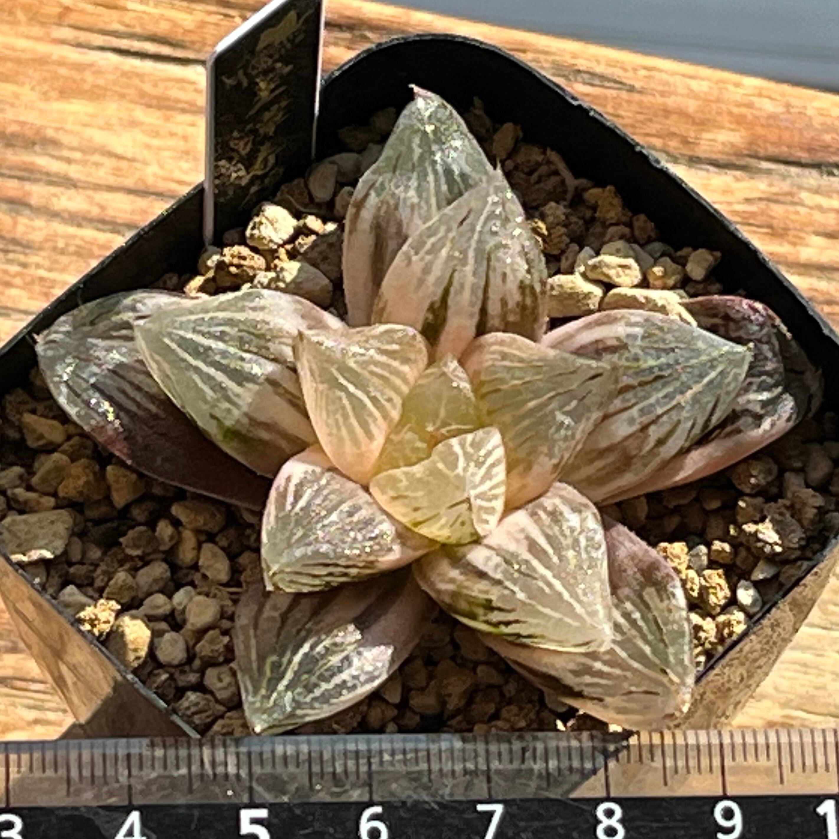 ハオルチア 玉潭寿錦 | mocono_plants