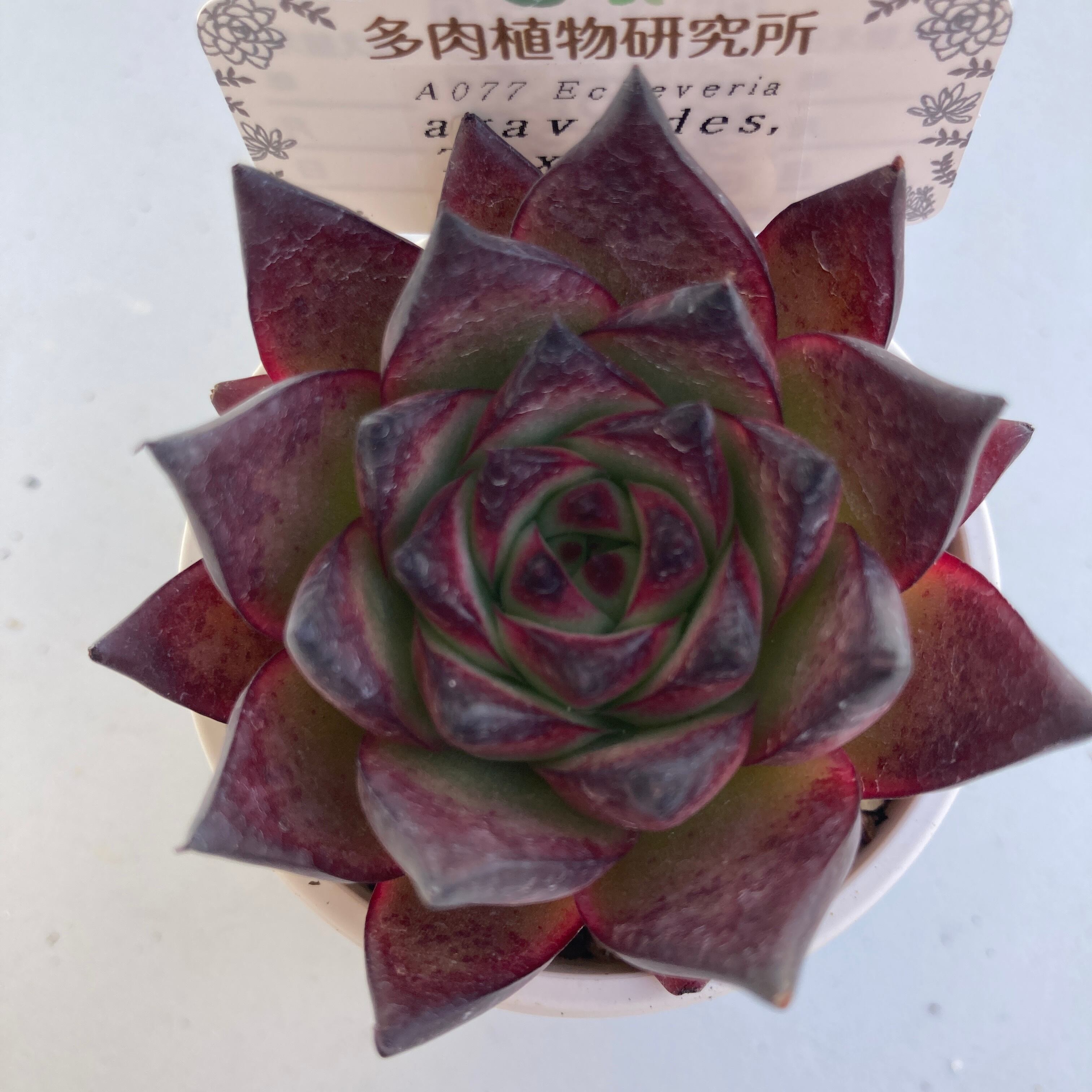 現物商品】ECHEVERIA agavoides - v Tuxpan 原種 実生苗 | 多肉植物研究所