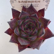 【現物商品】ECHEVERIA agavoides - v Tuxpan 原種 実生苗
