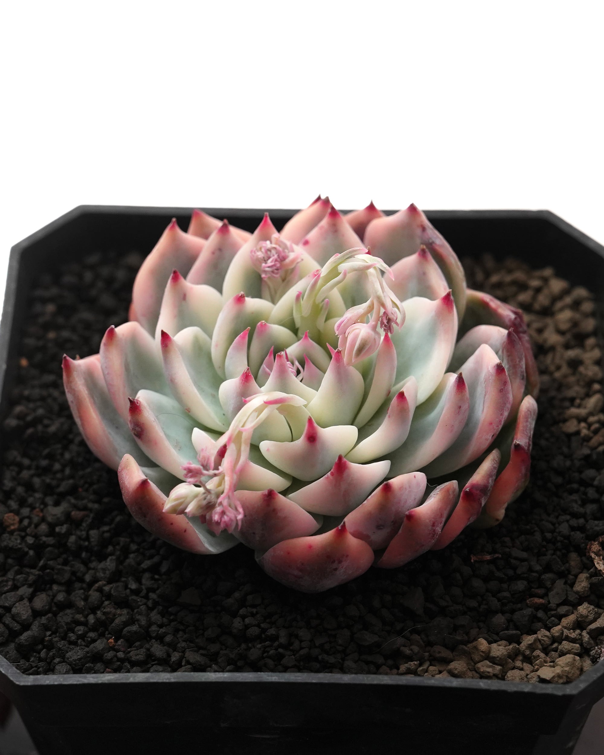 レア種・新品種 | PUKUBOOK SUCCULENTS