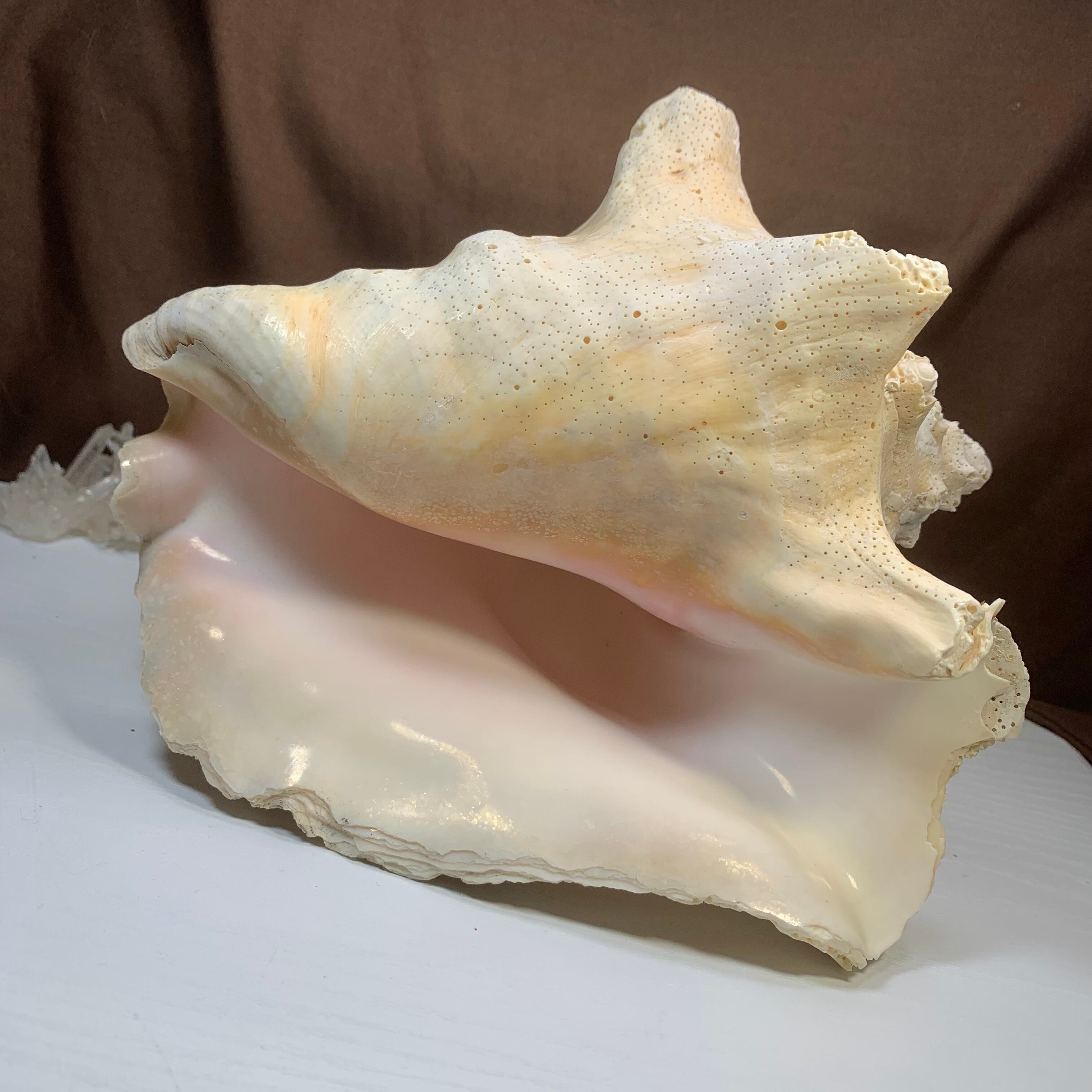 1.クイーンコンクシェル貝母・貝殻 | Naturaltreasure