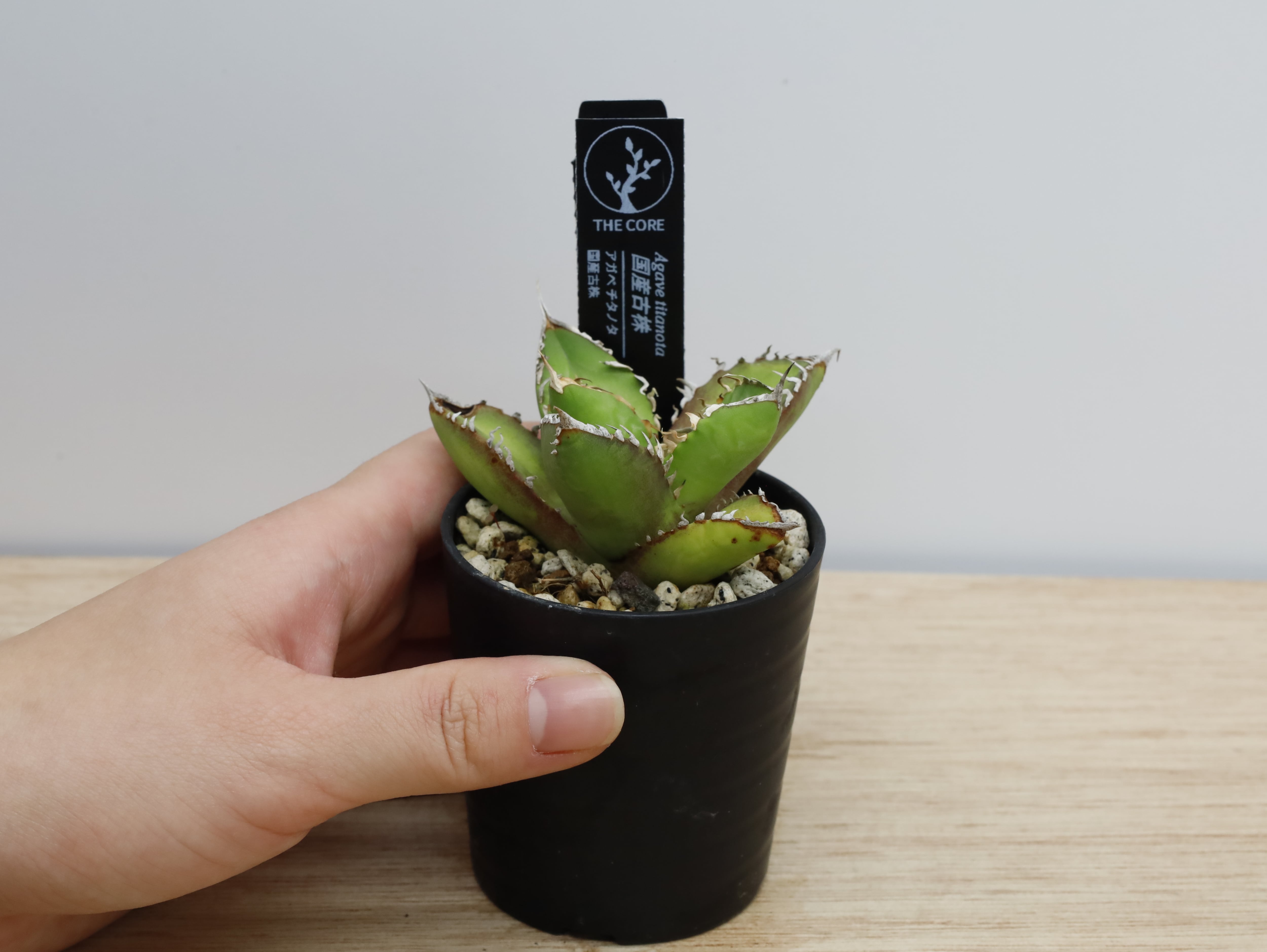 アガベ チタノタ #CF-002 | THE CORE