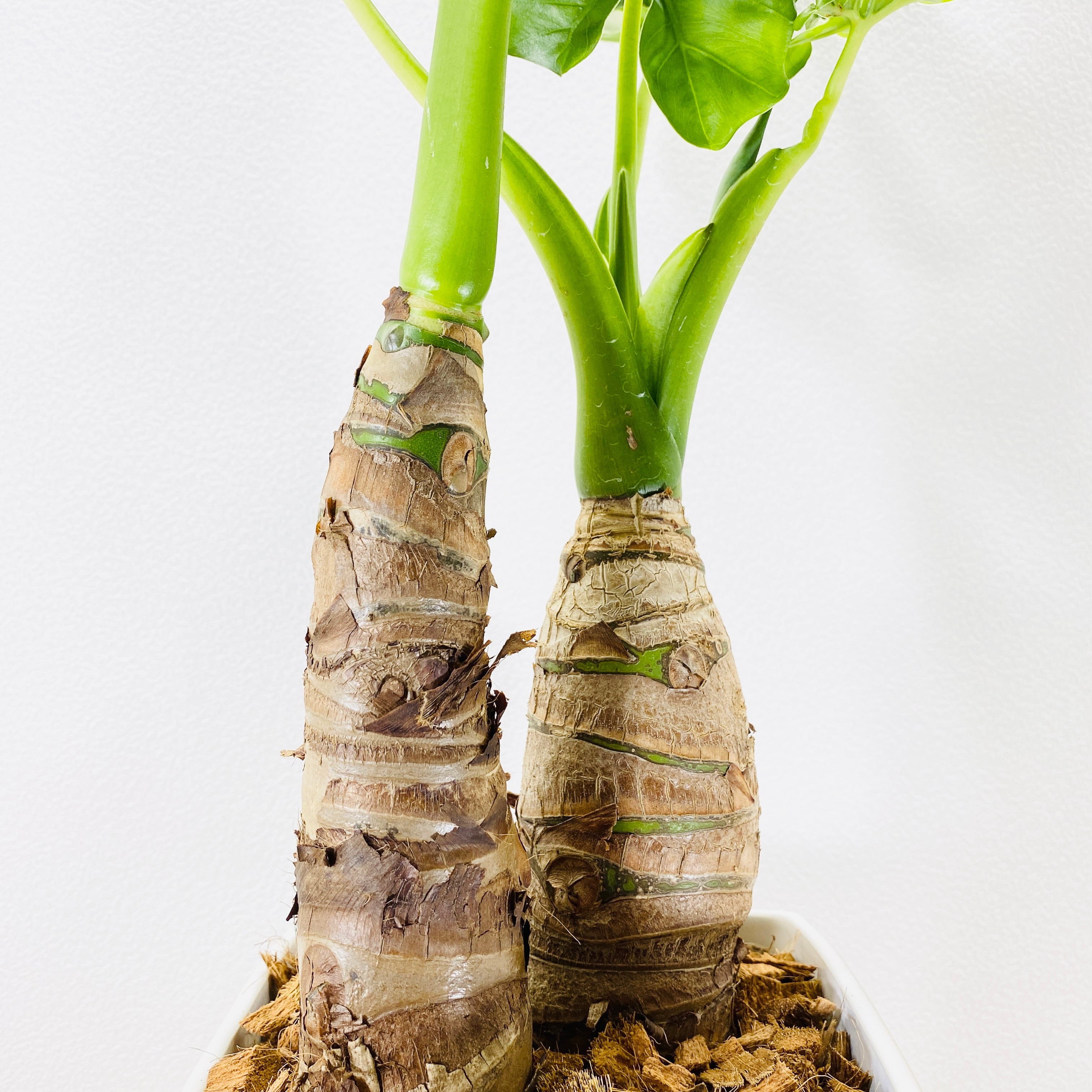 クワズイモ　観葉植物 クワズイモ [観葉植物] | Herbree・観葉植物の通販