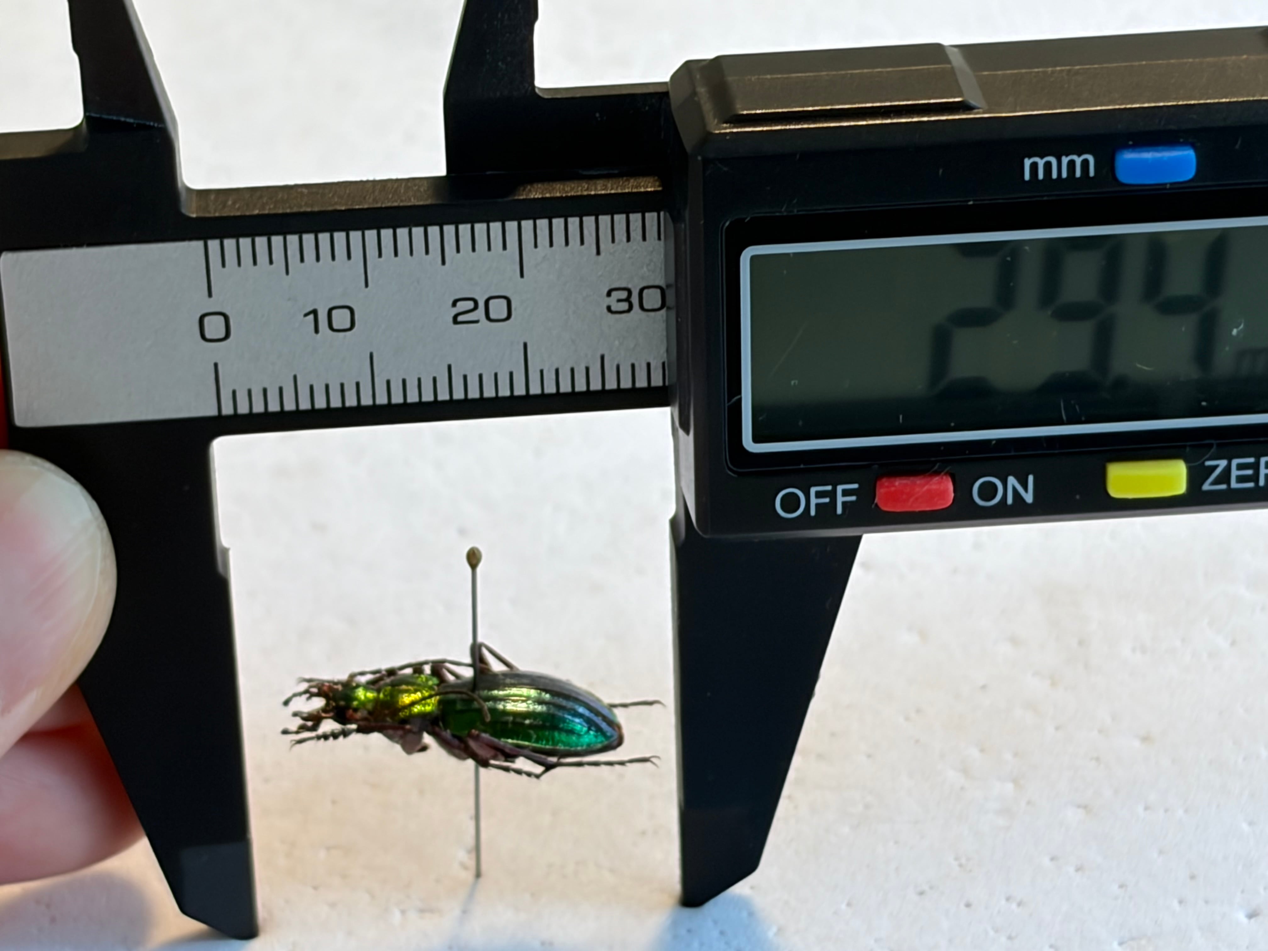 21mm】キンイロオサムシ 標本 | オモニキチュウ