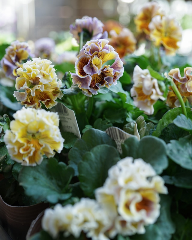 ビオラ　アオマドウシ　３号　