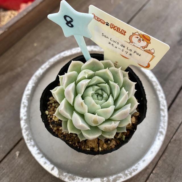 8..farmpalk交配種