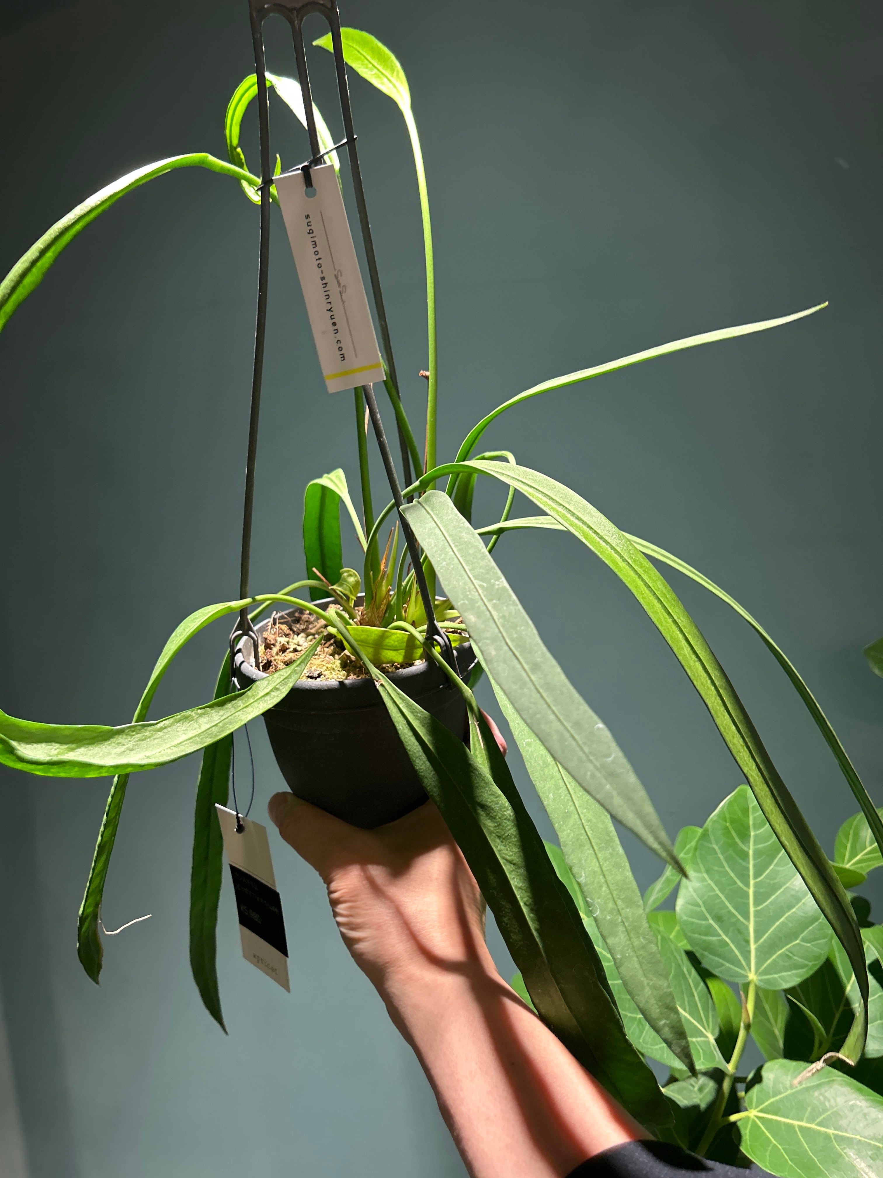アンスリウム ビッタリフォリウム4号 | 植物との暮らし apricot