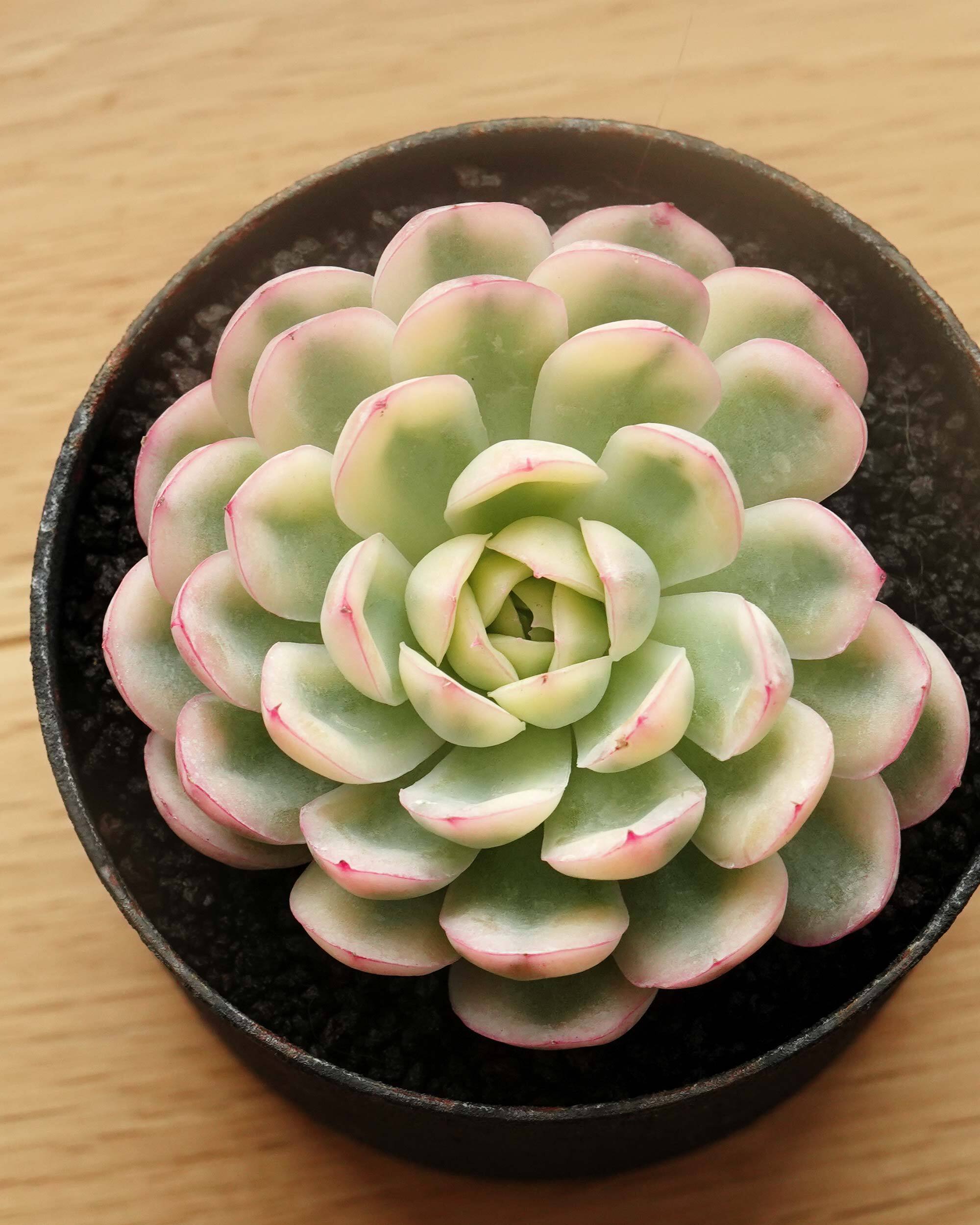 カット苗 ストロベリーアイス錦 上斑 Echeveria Echeveria 'Strawberry