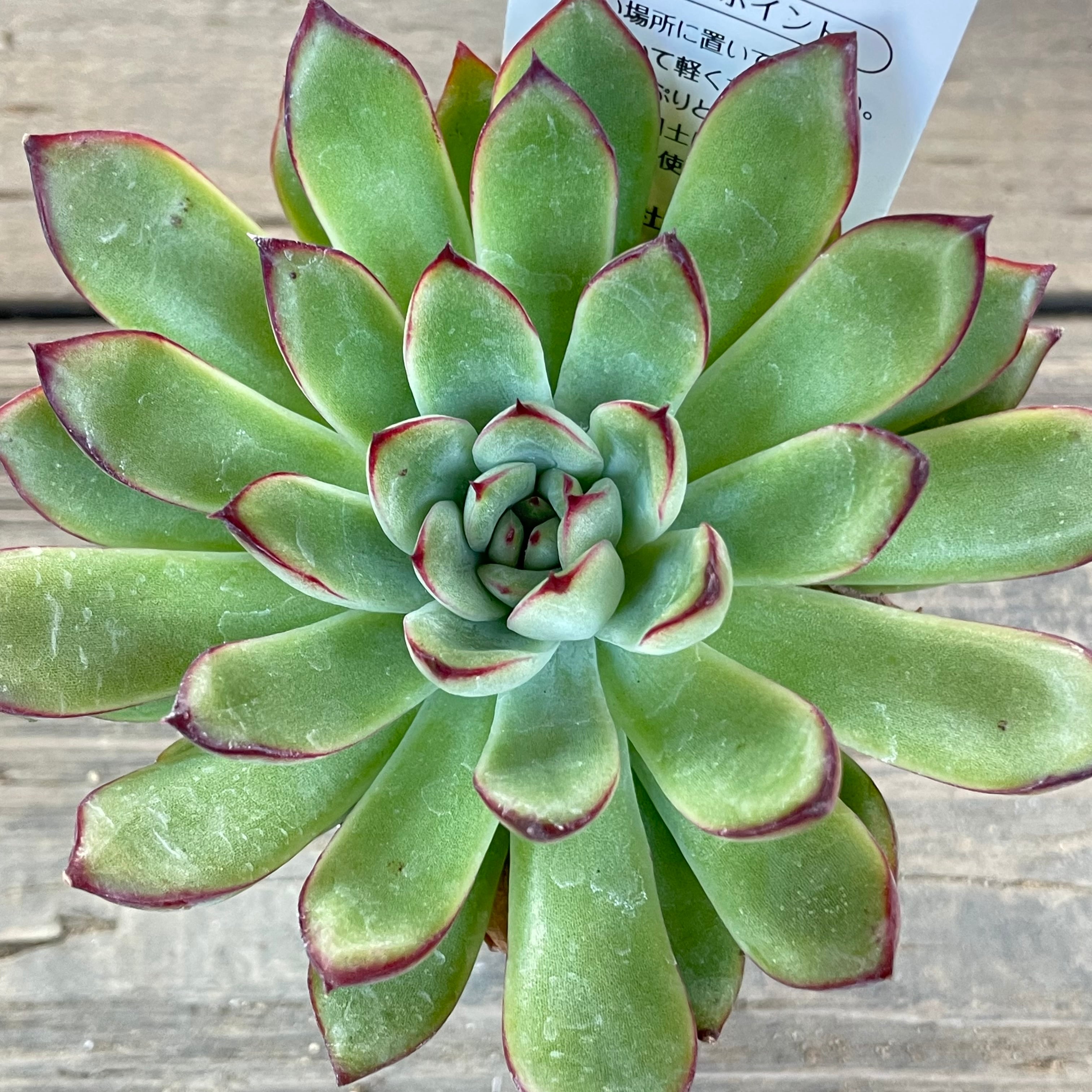 札付き　花月夜 × メキシコポルデンシス　エケベリ屋（つぶつぶ屋）さん苗 札付き 花月夜 × メキシコポルデンシス エケベリ屋（つぶつぶ屋）さん