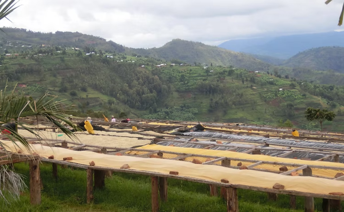 Rwanda Nyarusiza AF05 CWS