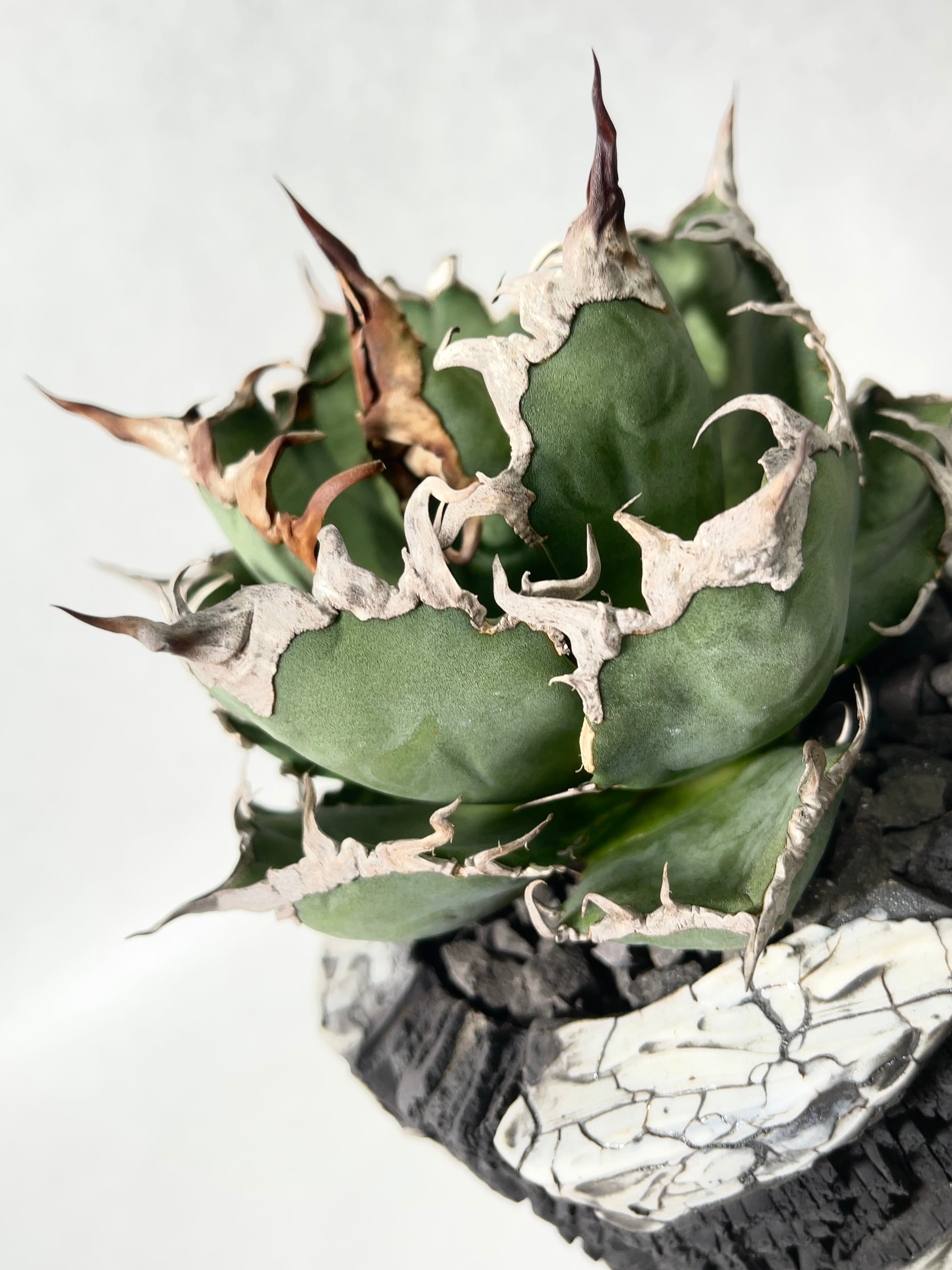 アガベ・シーザー | trigger