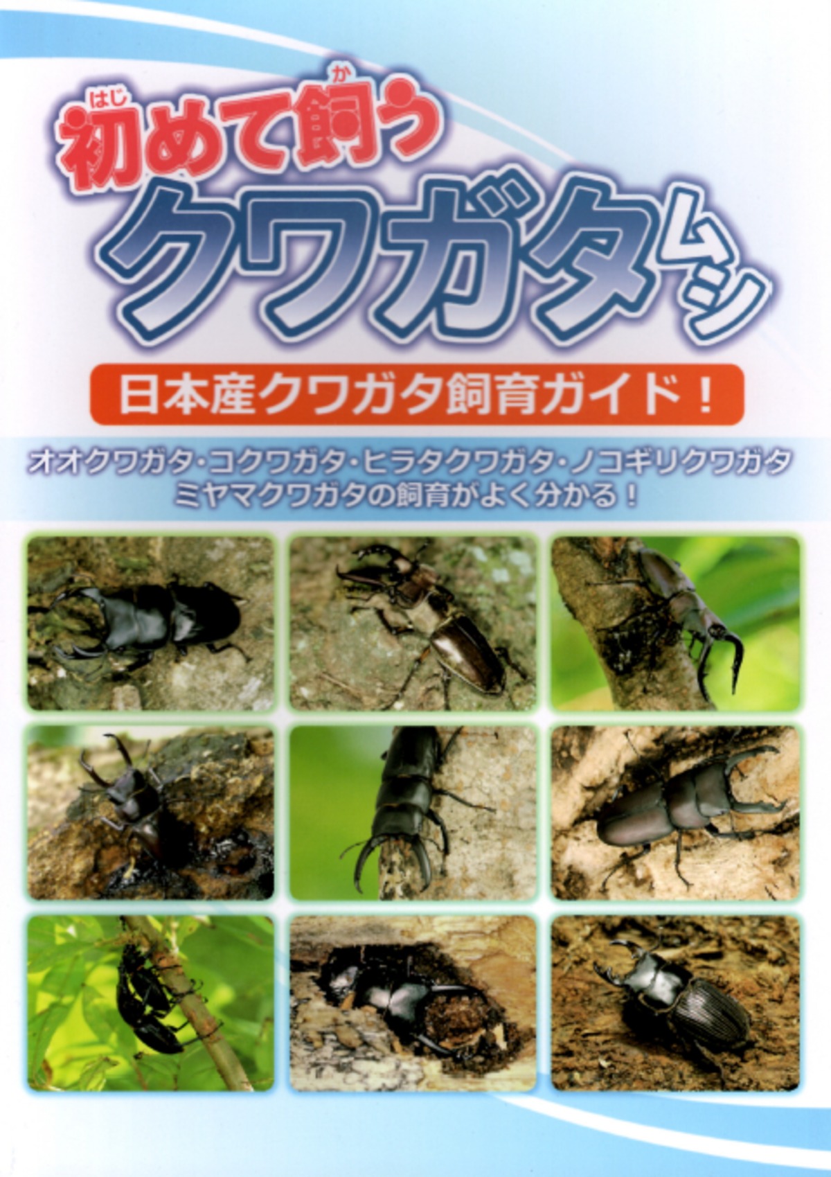 初めて飼うクワガタムシ | KPW公式オンラインショップ