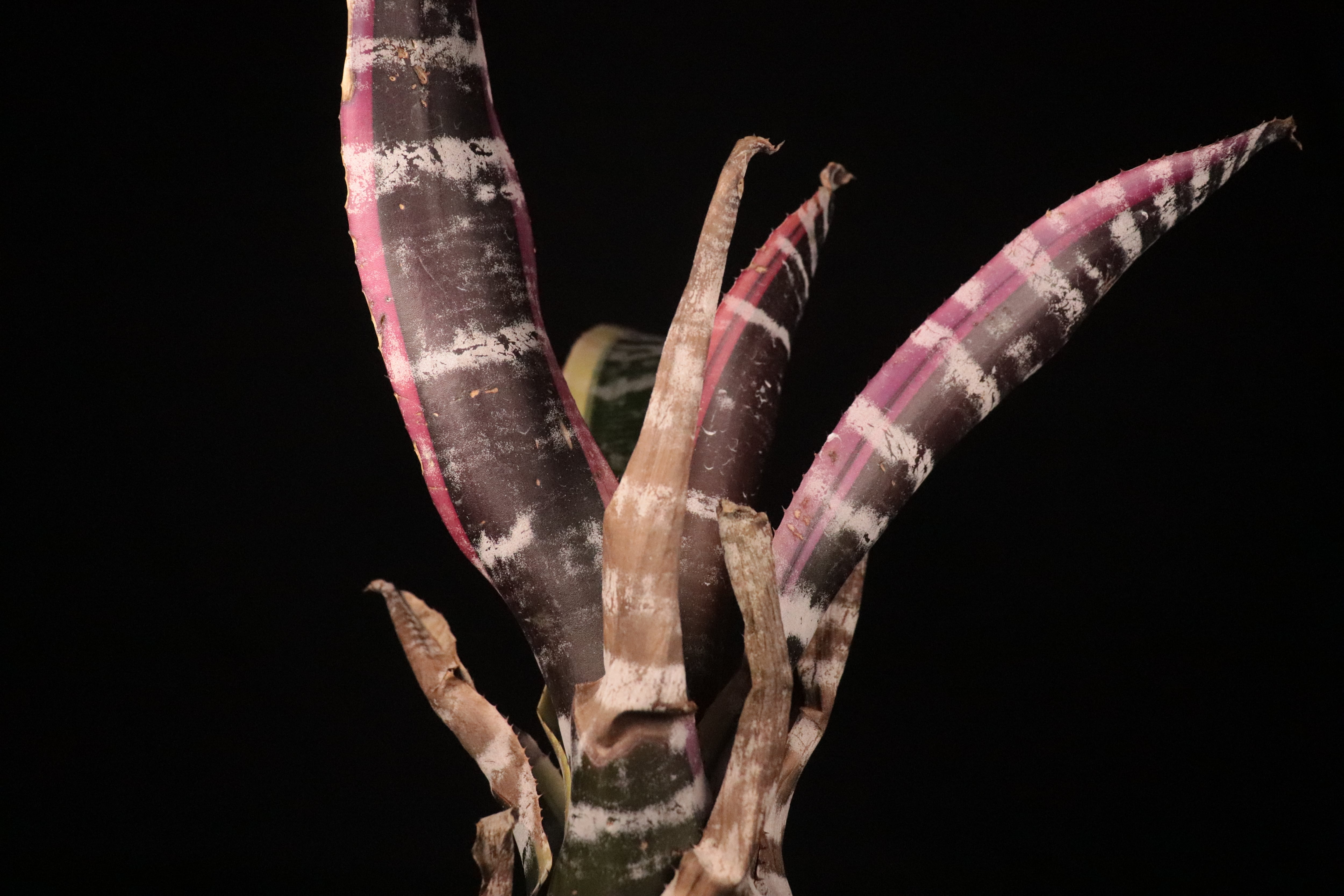 送料無料】Aechmea 'Otto' 〔エクメア〕現品発送A0085 | plane plants