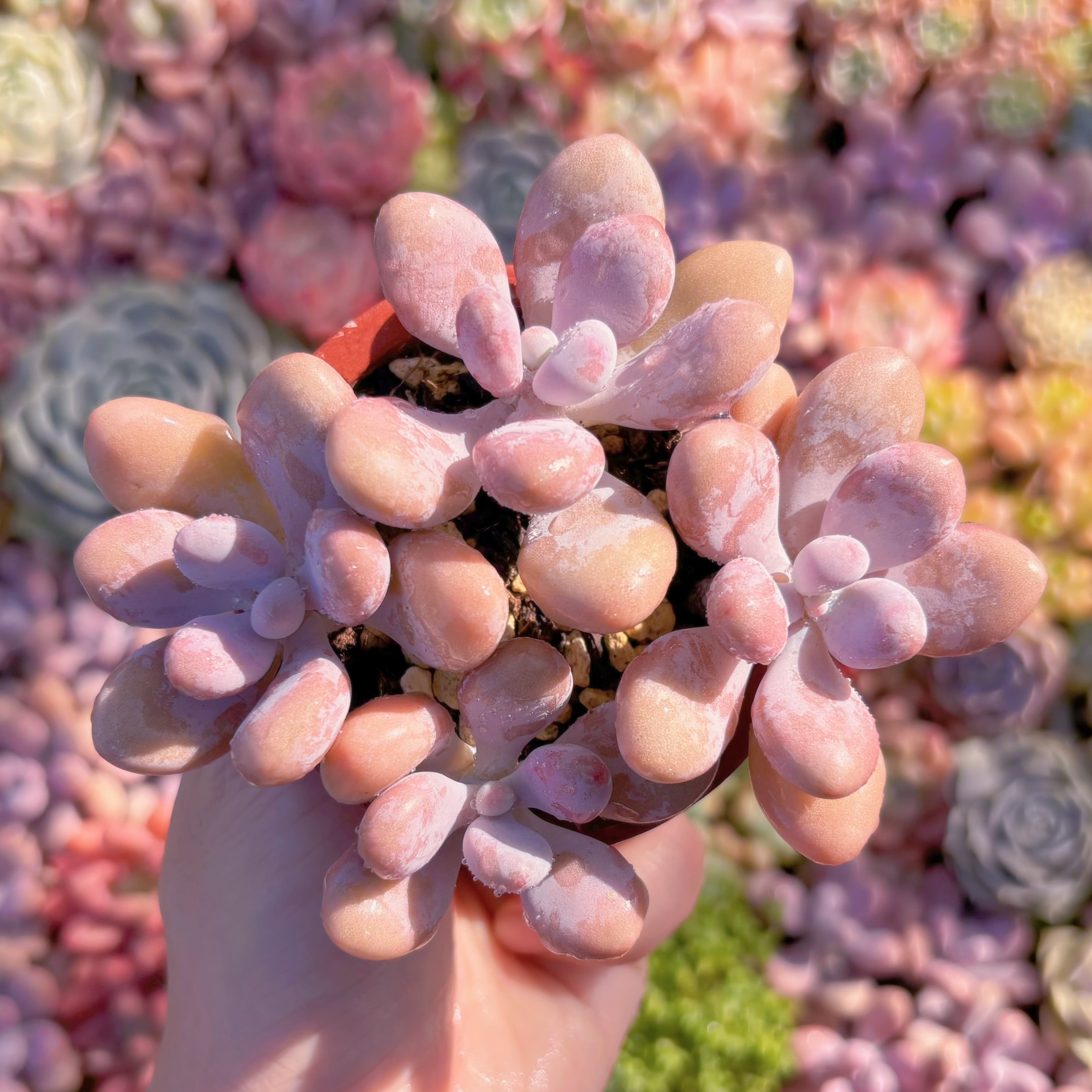 多肉植物　桃卵　群生　新入荷　るる農園