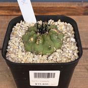 【Copiapoa】サボテン　コピアポア　黒王丸実生【840】【再撮影】