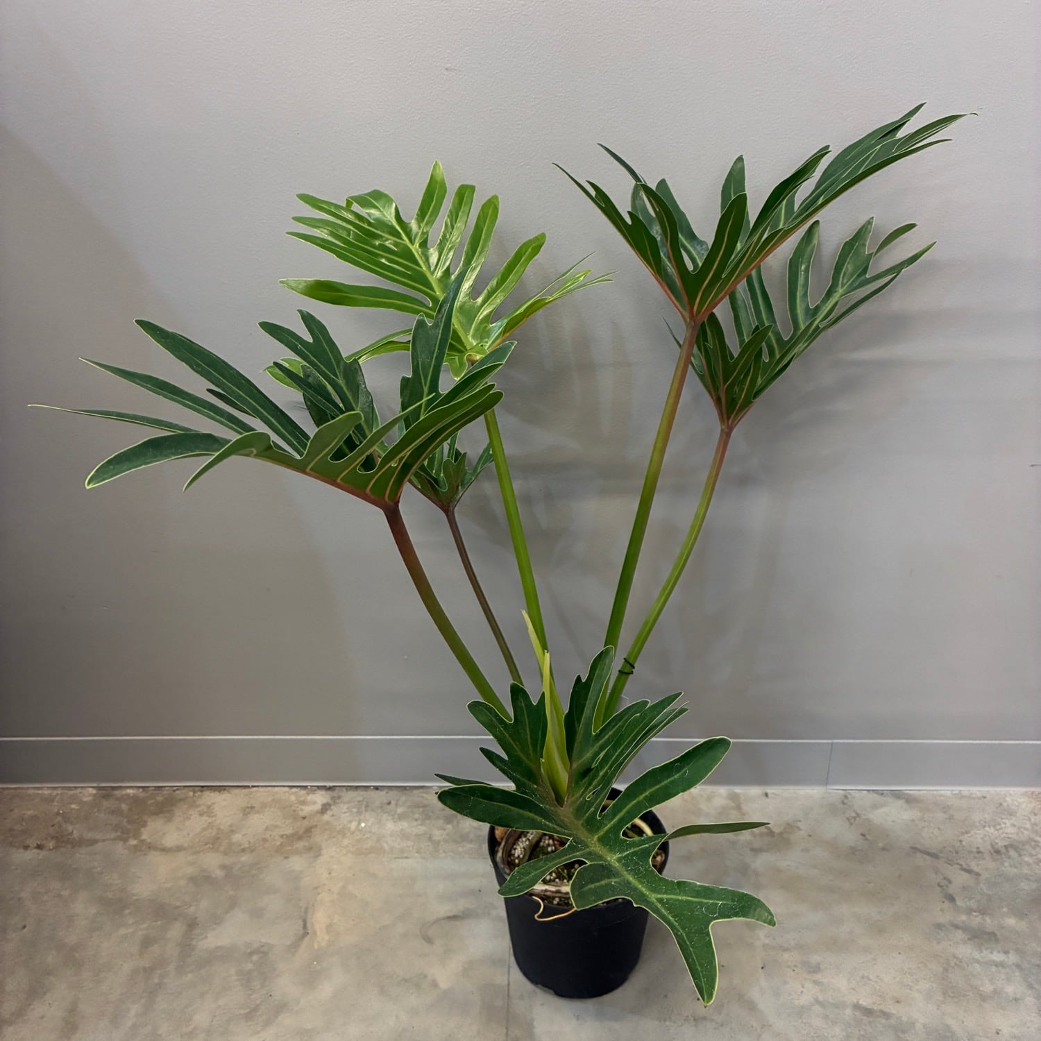 観葉植物 | PROTOLEAF プロトリーフ