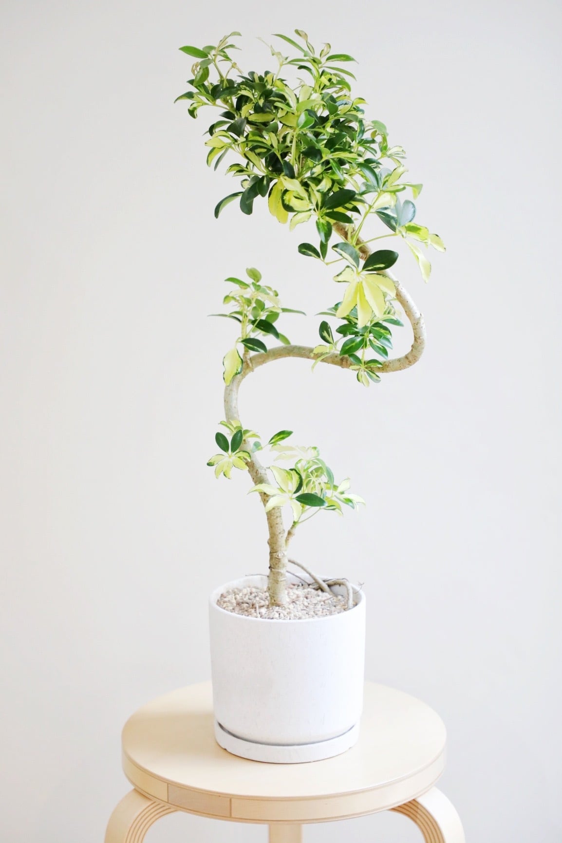 M】シェフレラ グランディ/ Schefflera | 【厳選植物・器】MIDORI