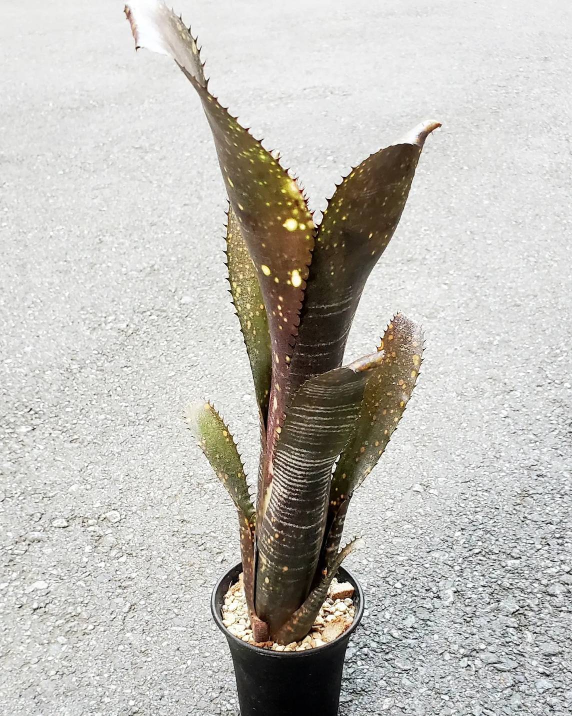 BILLBERGIA ‘Obi-Wan’ ビルベルギア オビワン