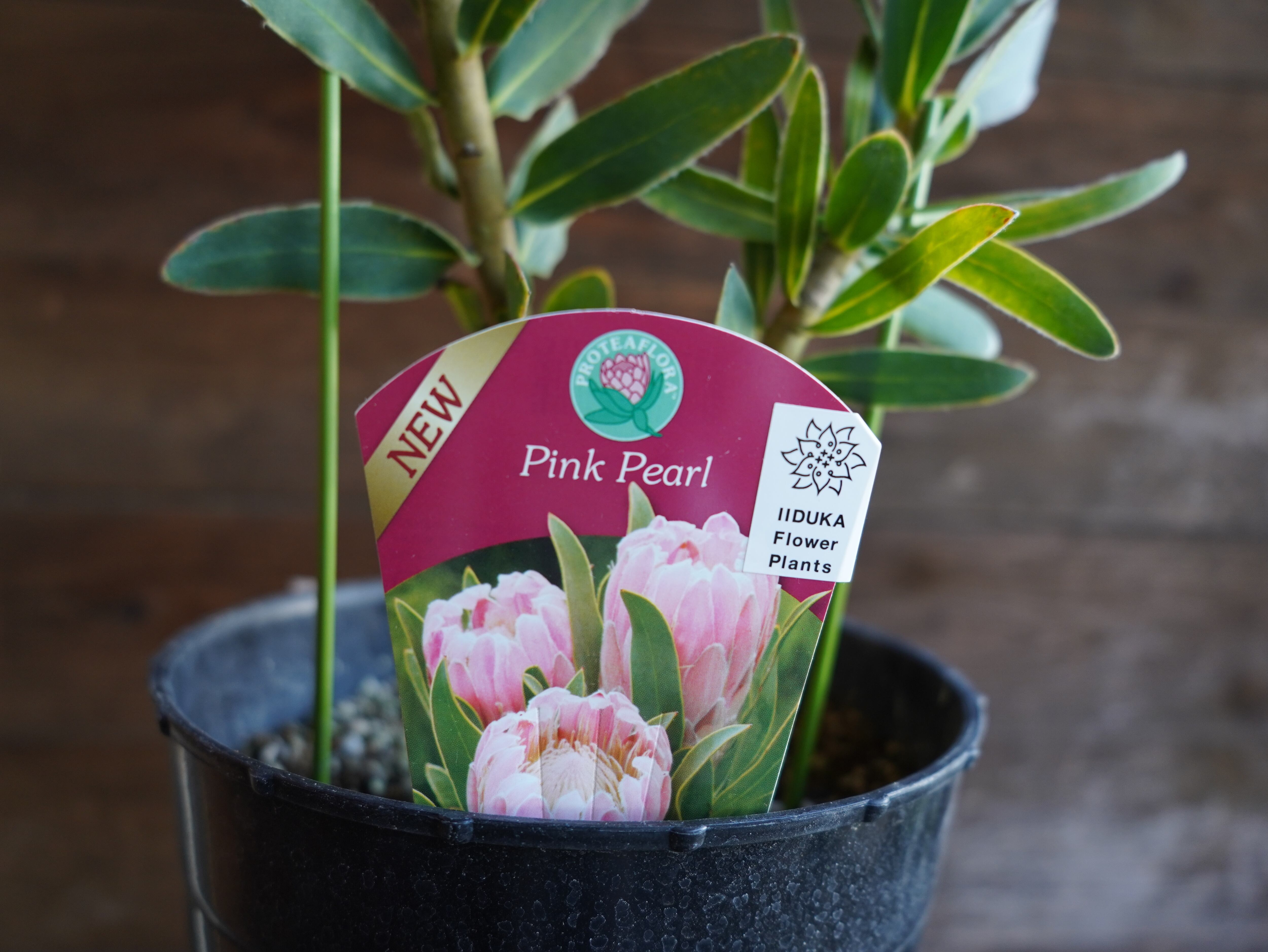 【現物】プロテア　"ピンクパール"