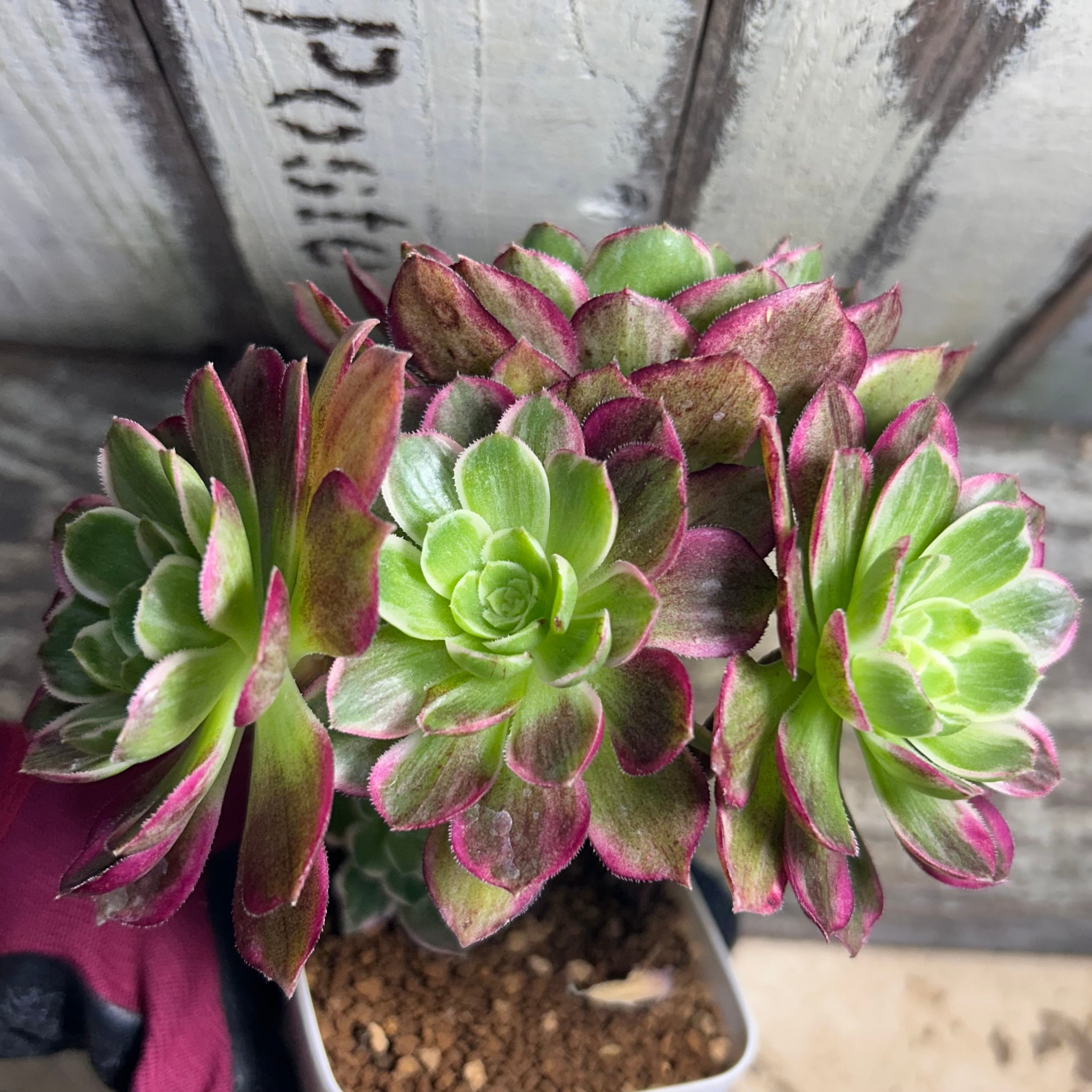 水蜜桃 アエオニウム | RuPo 多肉植物専門店