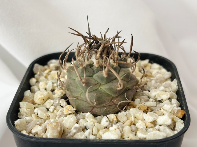 Turbinicarpus Schmiedickeanus　ツルビニカルプス　昇竜丸　サボテン