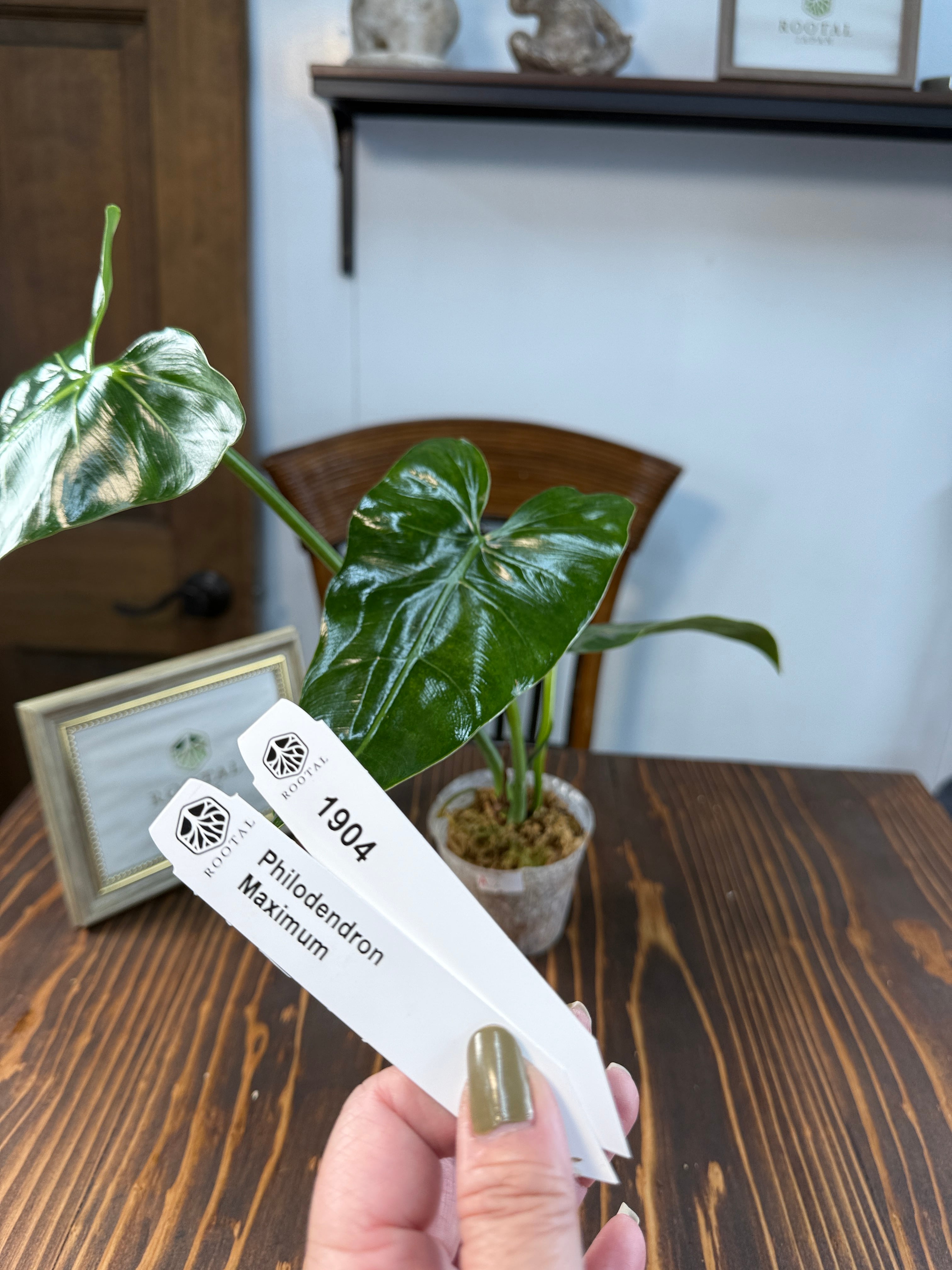 ★1904【しなやかな剣葉】フィロデンドロン マキシマム(8cm口径ポット)