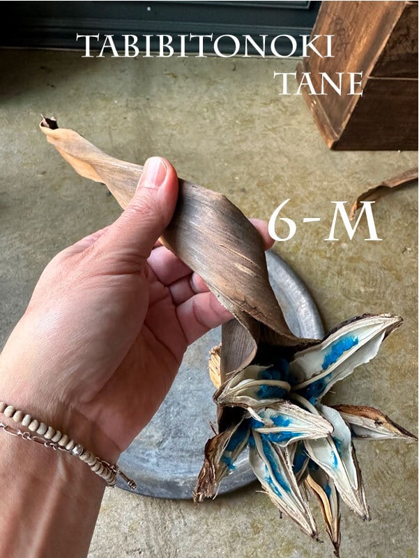 【送料込】旅人の木12節　種接着済 9055757b77b4c673b009eed16cc094