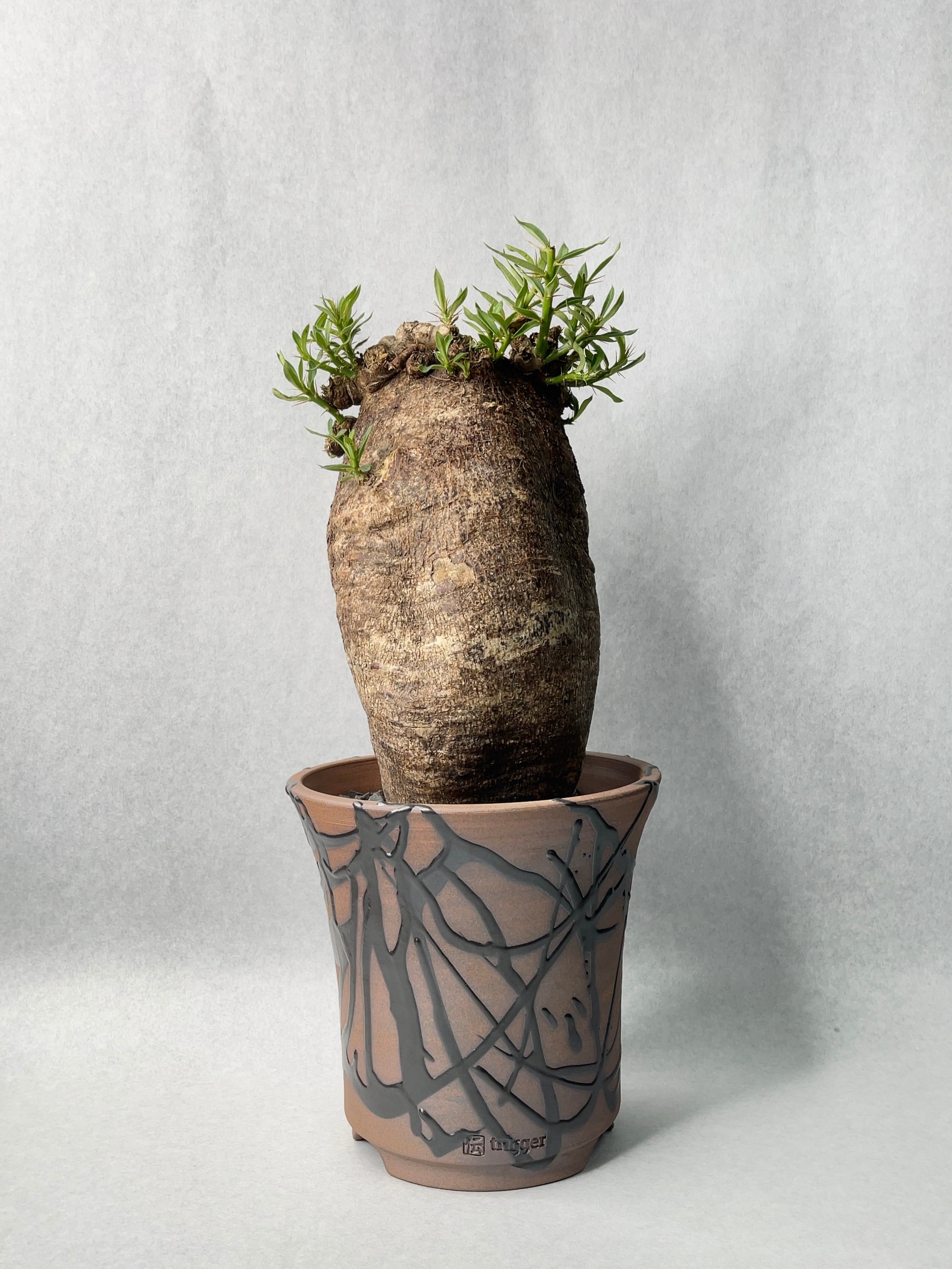 専用　パキポディウム　ビスピノーサム　特大サイズ　（鉢付き） 専用 パキポディウム ビスピノーサム 特大サイズ （鉢付き）