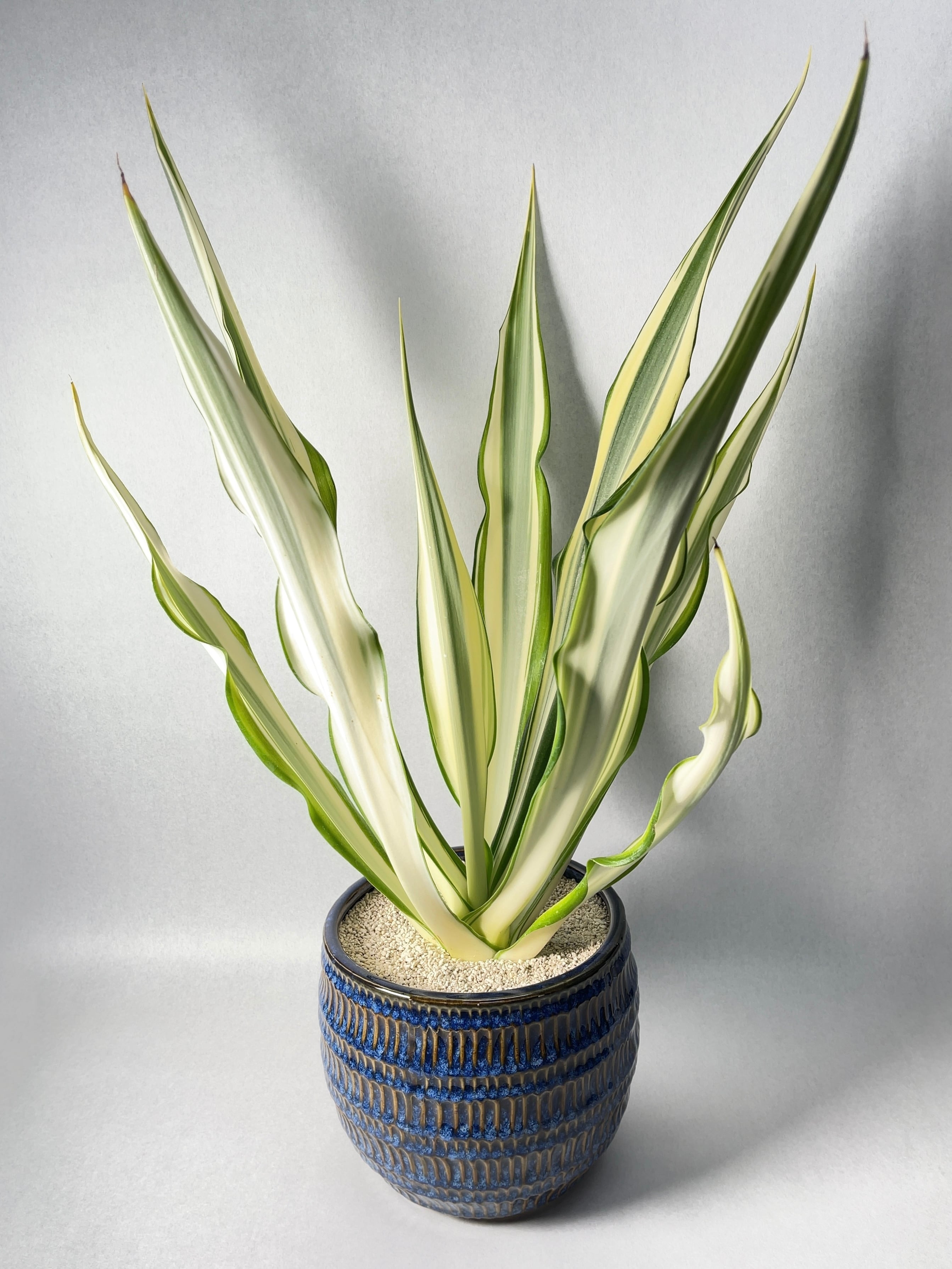 フラクラエア　メディオピクタ　フォチエダ　希少　大株　送料無料 フラクラエア メディオピクタ フォチエダ 希少 大株