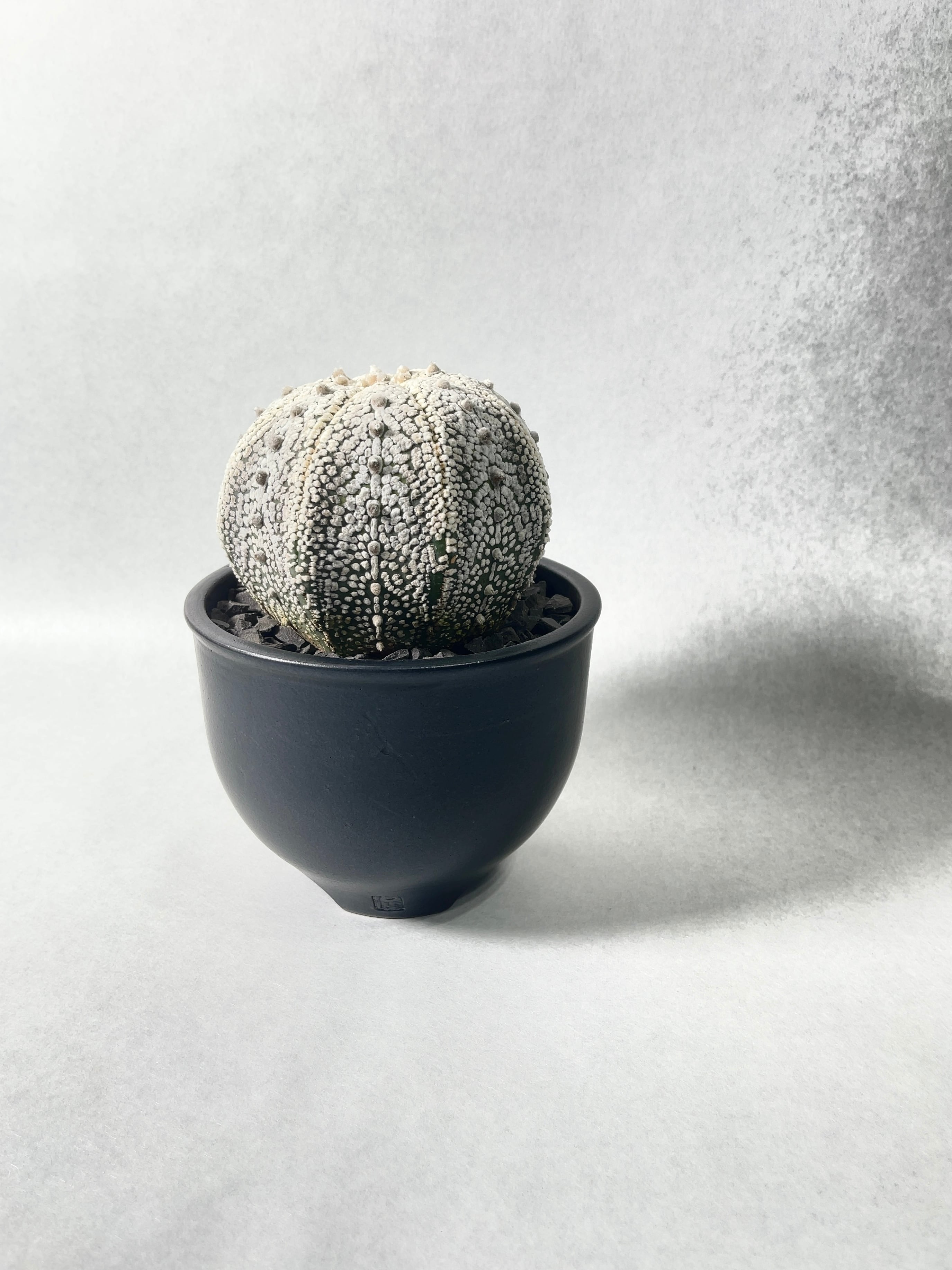 アストロフィツム　子吹きミラクル兜　大株 アストロフィツム・ミラクル兜 | trigger