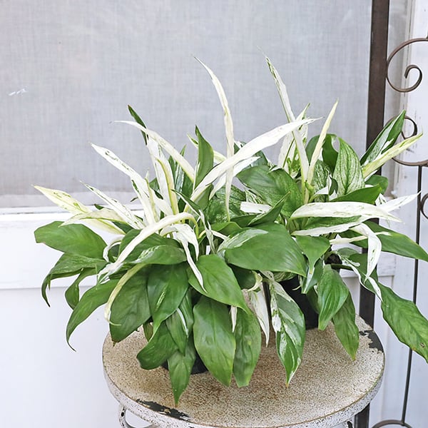 多肉植物 アエオニウム 孔雀白錦 美苗 #孔3 | Pay ID