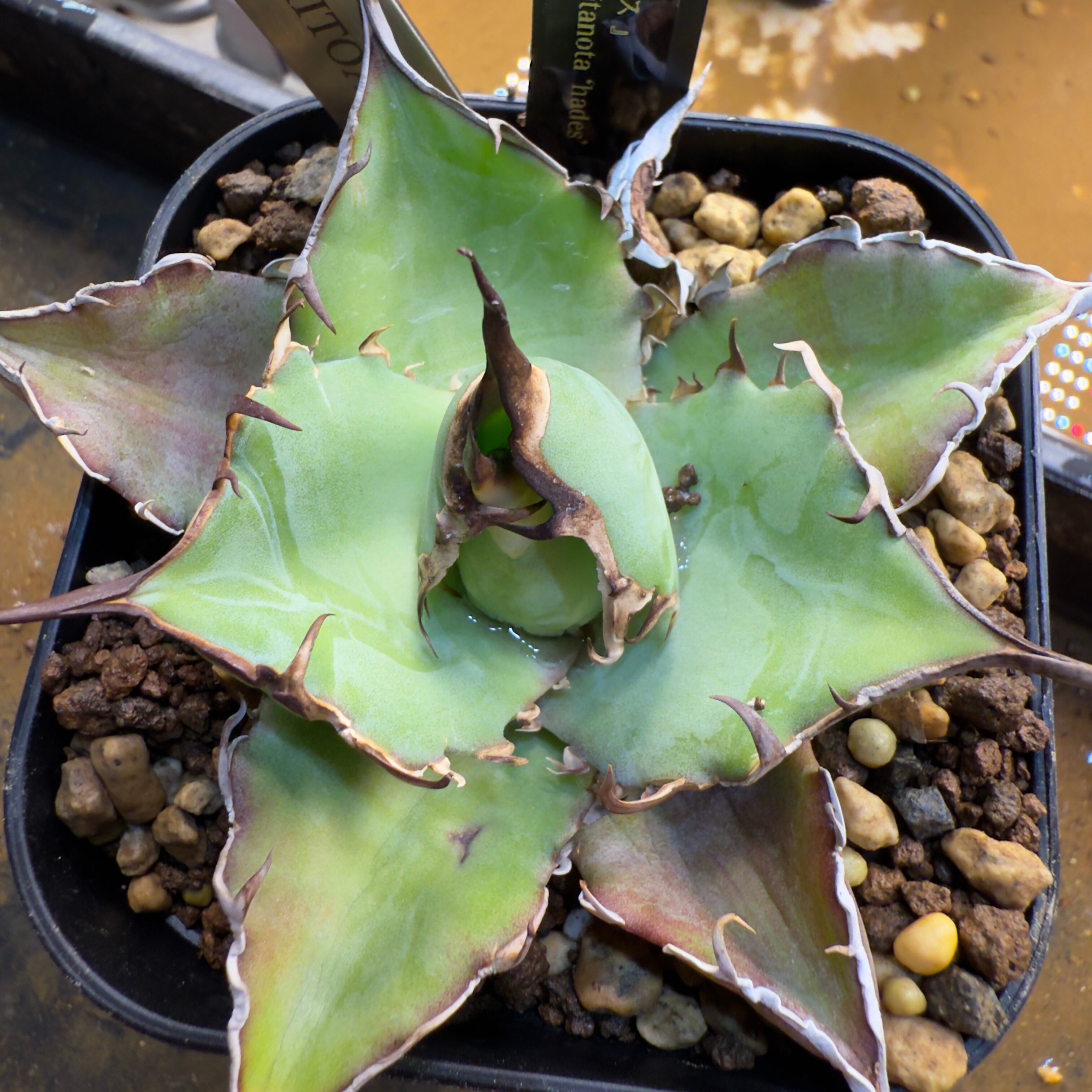 アガベ　ハデス アガベ・チタノタ ハデス (黒帝斯) 大-035｜agave titanota hades |