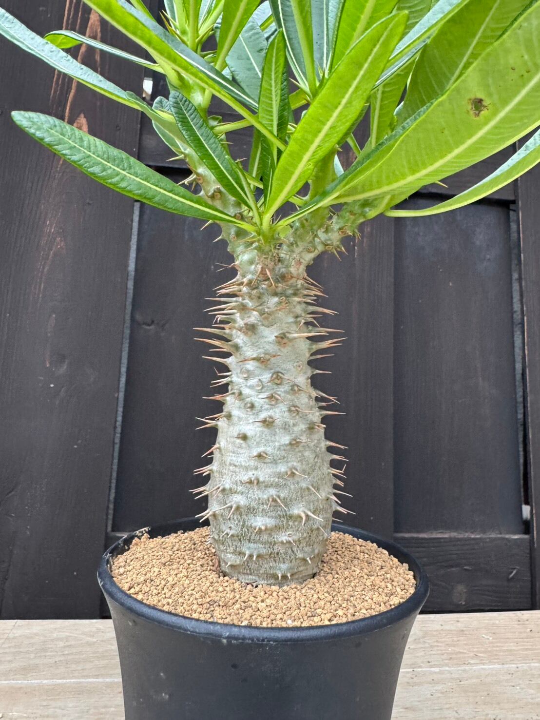 パキポディウム・アンボンゲンセ A 新着】Pachypodium ambongense 3 【極太の激レア品種】パキポディウム