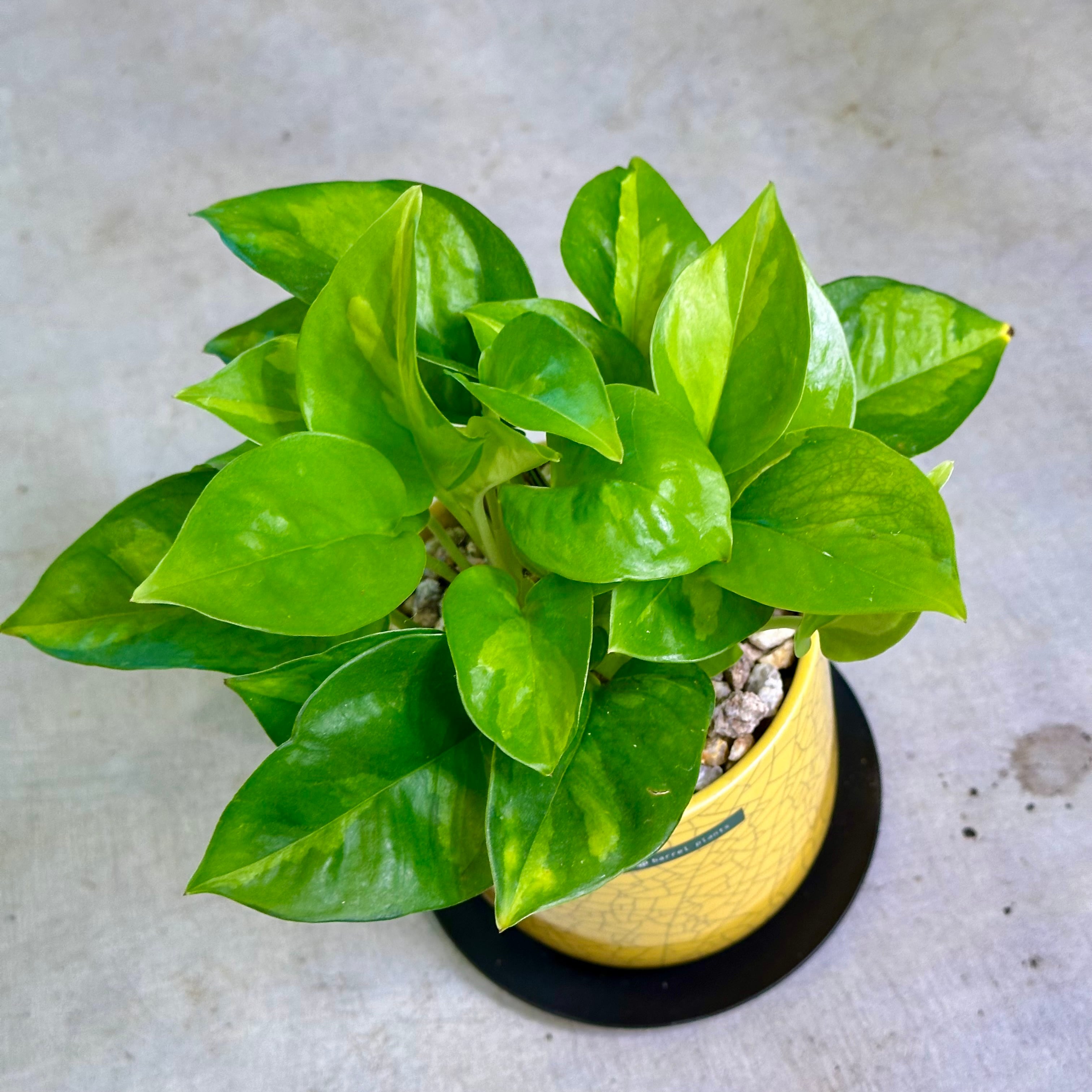 ポトス・グローバルグリーン | barrelplants_BONSAI