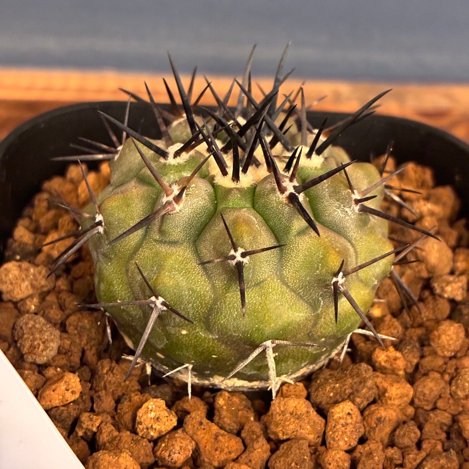 Copiapoa】サボテン コピアポア 黒王丸実生【755】 | PROTOLEAF プロト