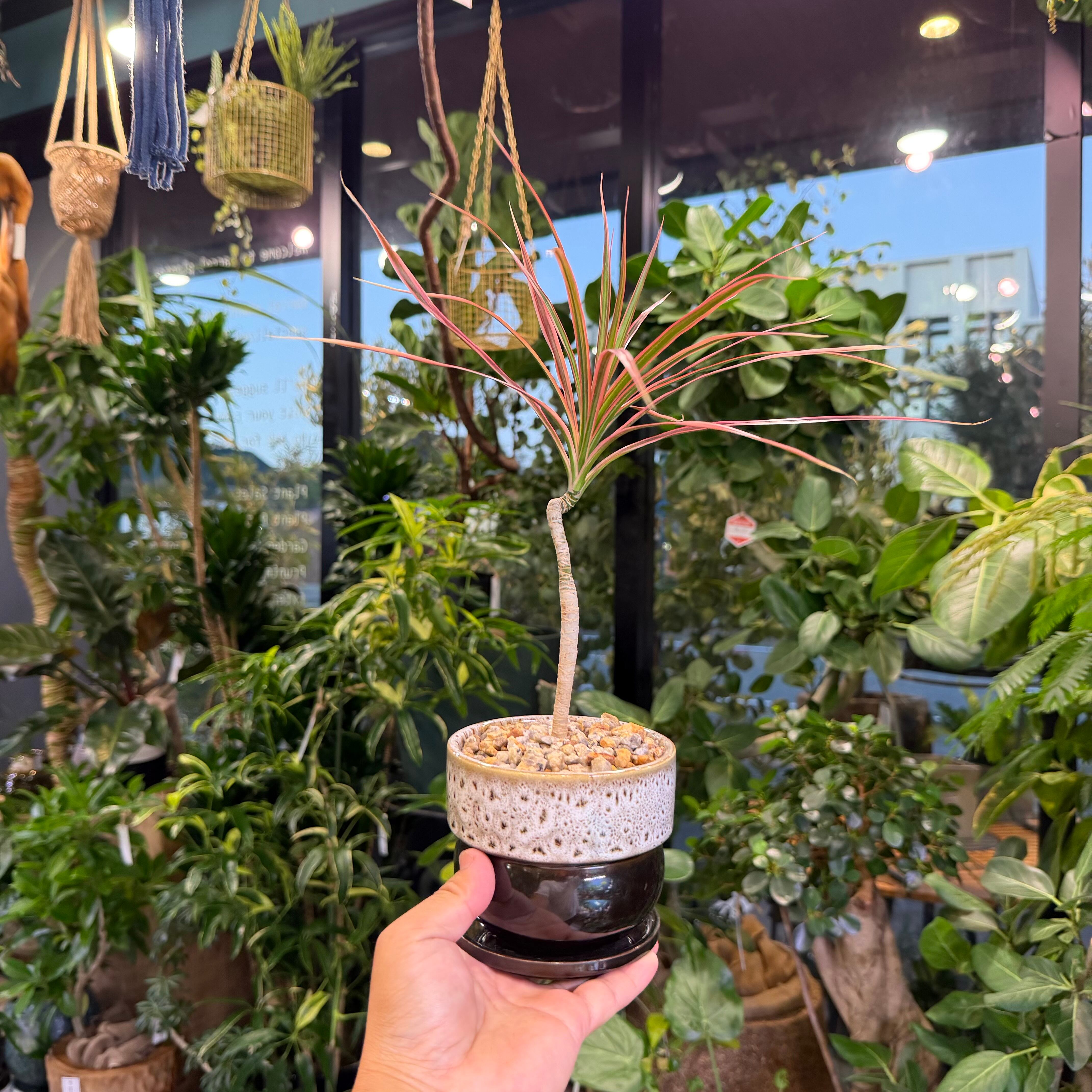 コンシンネ・レインボー | barrelplants_BONSAI