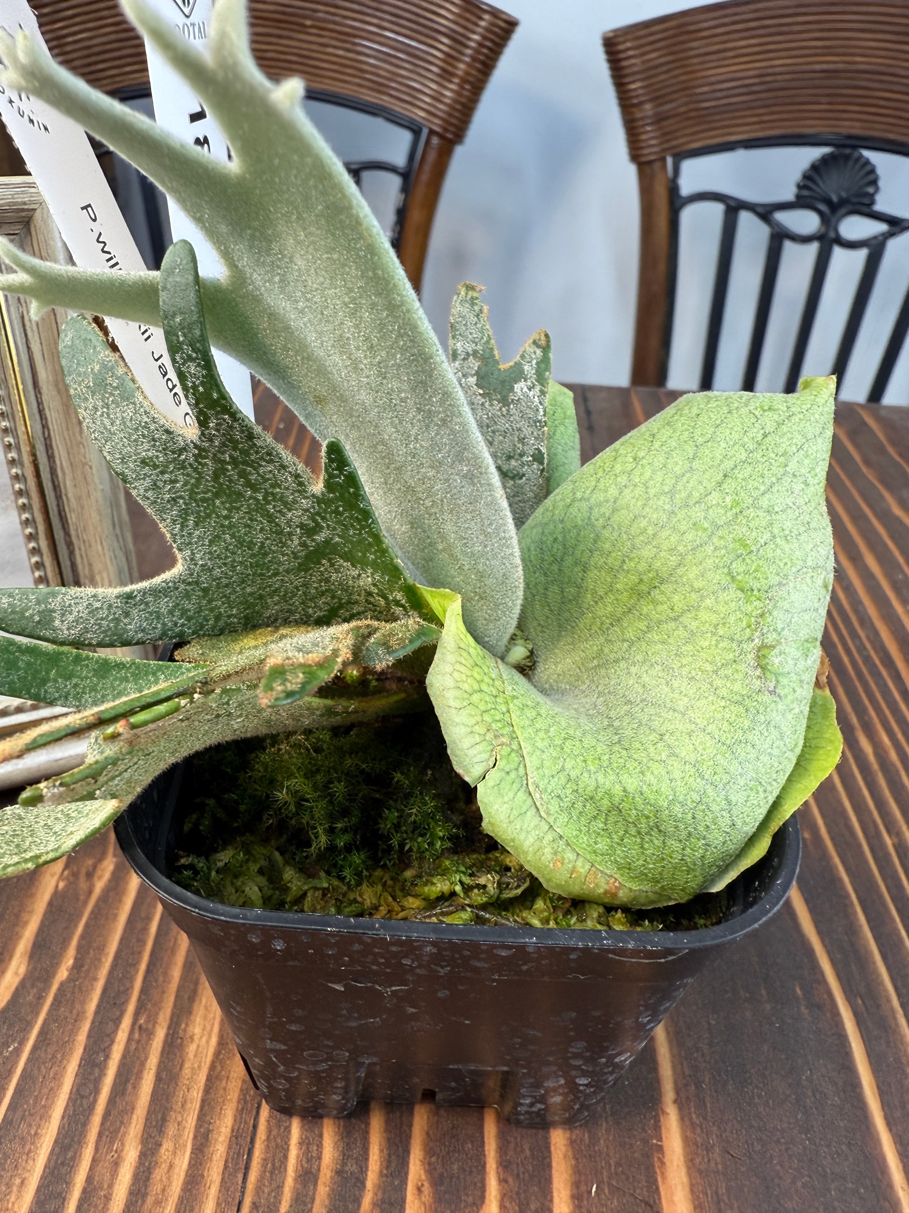 ☆1828【美しさを育む、緑のプリンセス】 ビカクシダ ジェイドガール