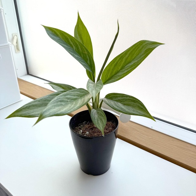 アグラオネマ・カーティシー