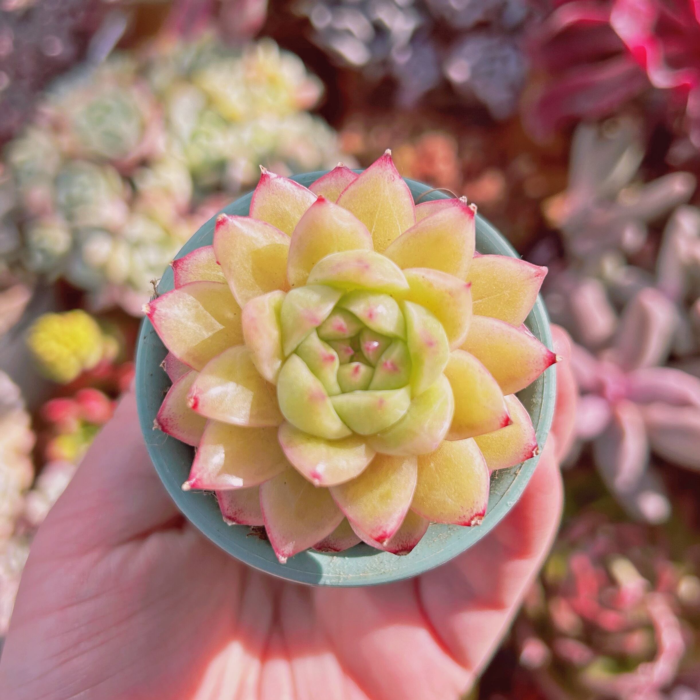 #755現物　多肉植物　ゴールドアニー