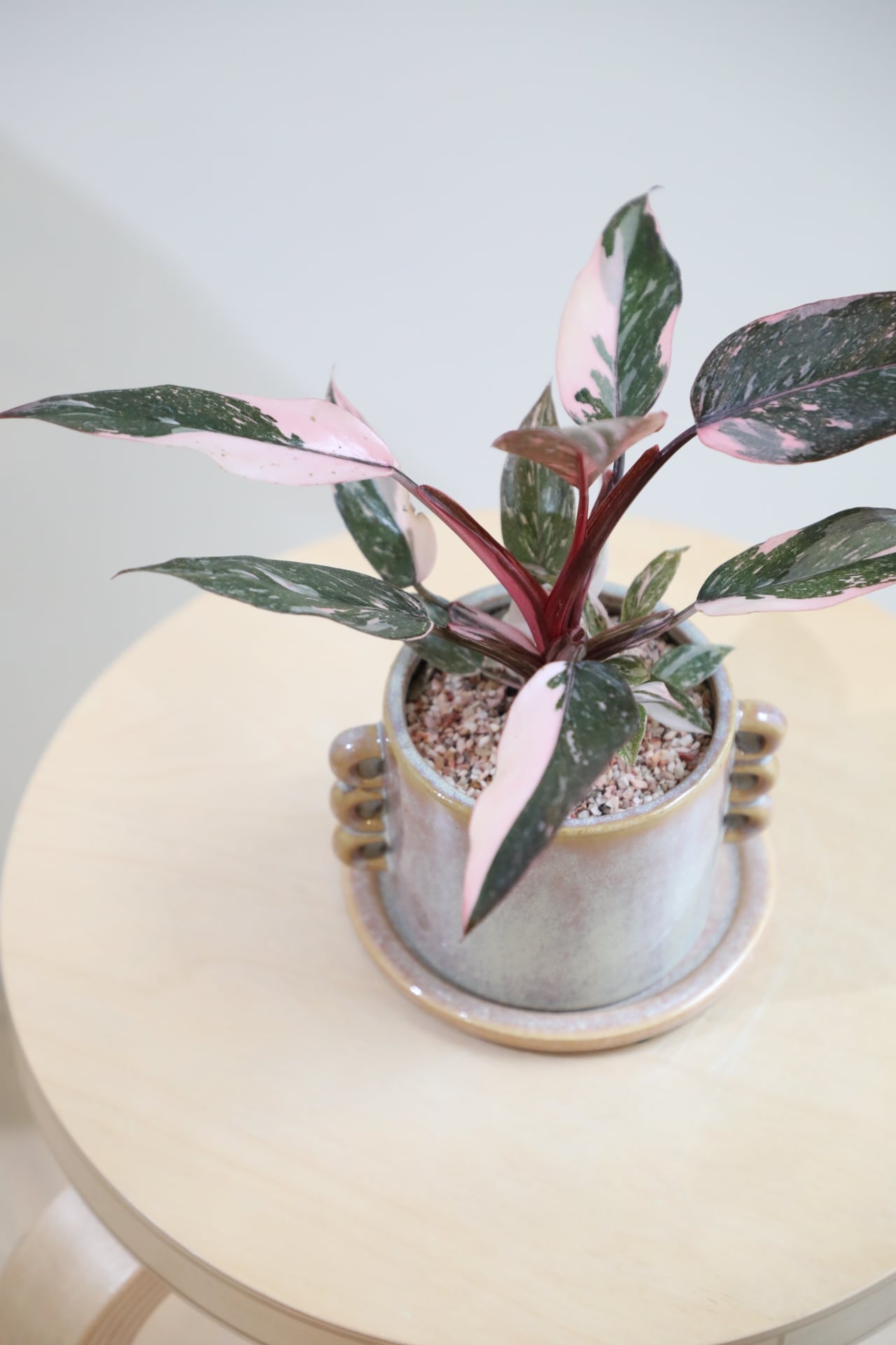 M】フィロデンドロン ピンクプリンセス/Philodendron Pink Princess