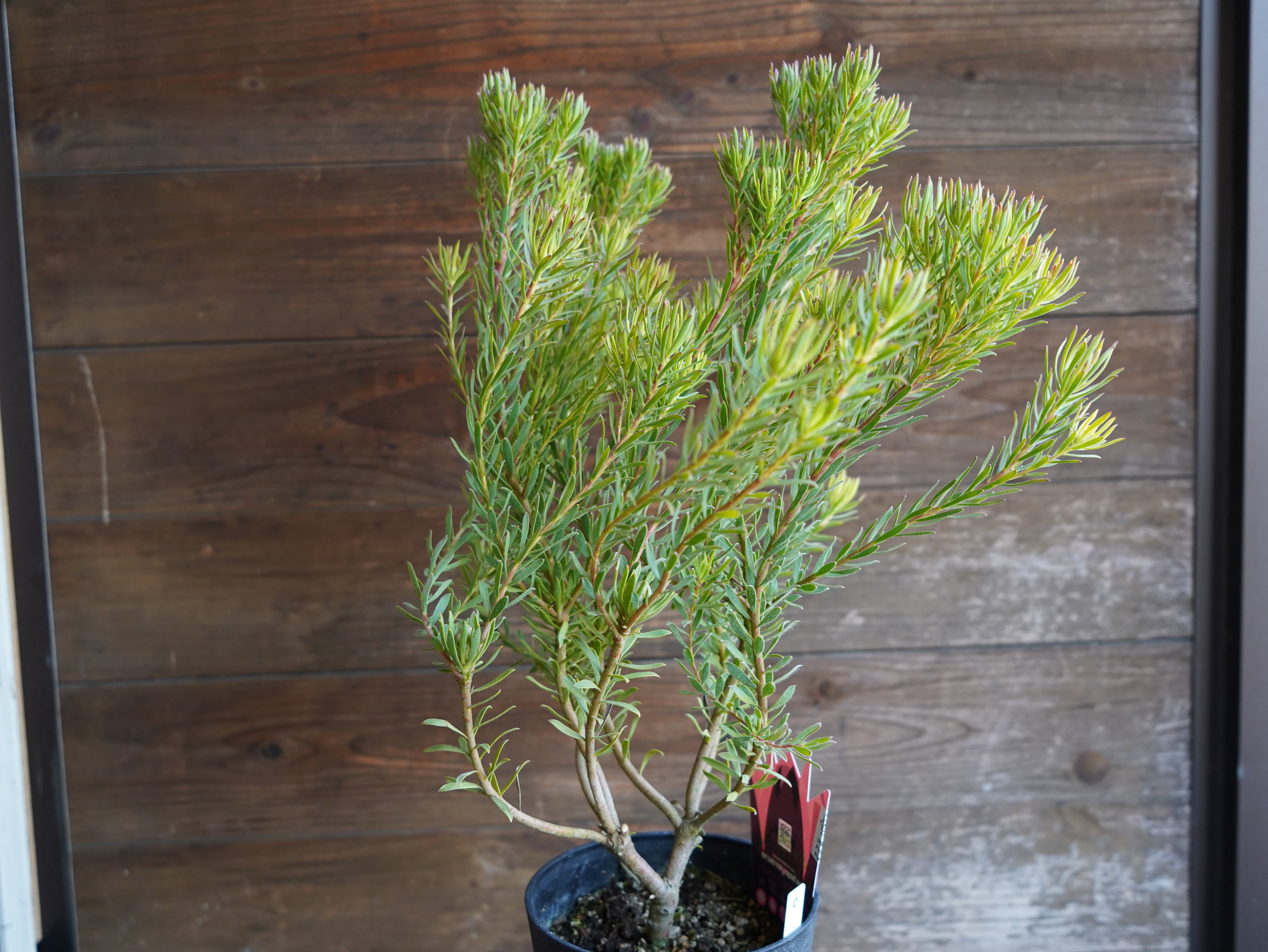 【現物】リューカデンドロン　”Strawberry Fair”　C