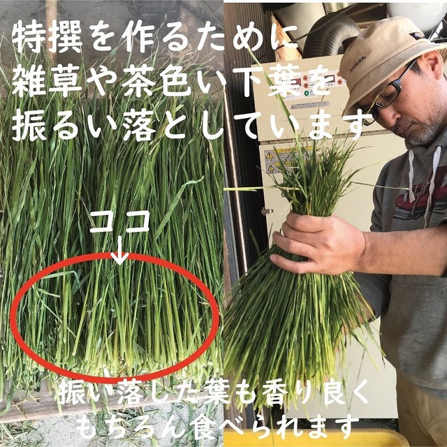【２袋 6/14までまとめ買いキャンペーン】振り落としオーツヘイ300ｇ【送料・税込み】