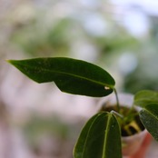アンスリウム ワロクアーナム / Anthurium Warocqueanum⑬ / 観葉植物<育て方・花言葉>