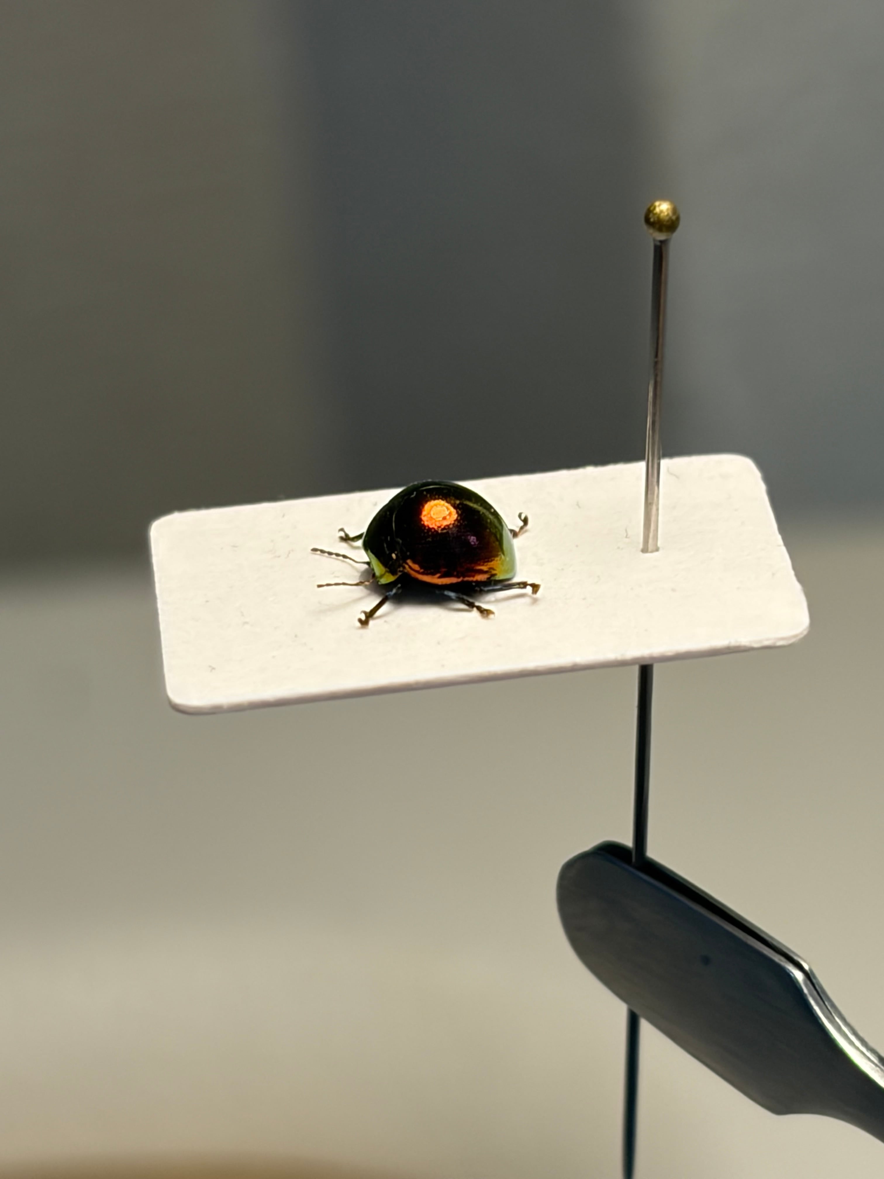 4mm】オオツヤハムシ レッド 標本 世界で1番美しい甲虫図鑑 ゴミムシ
