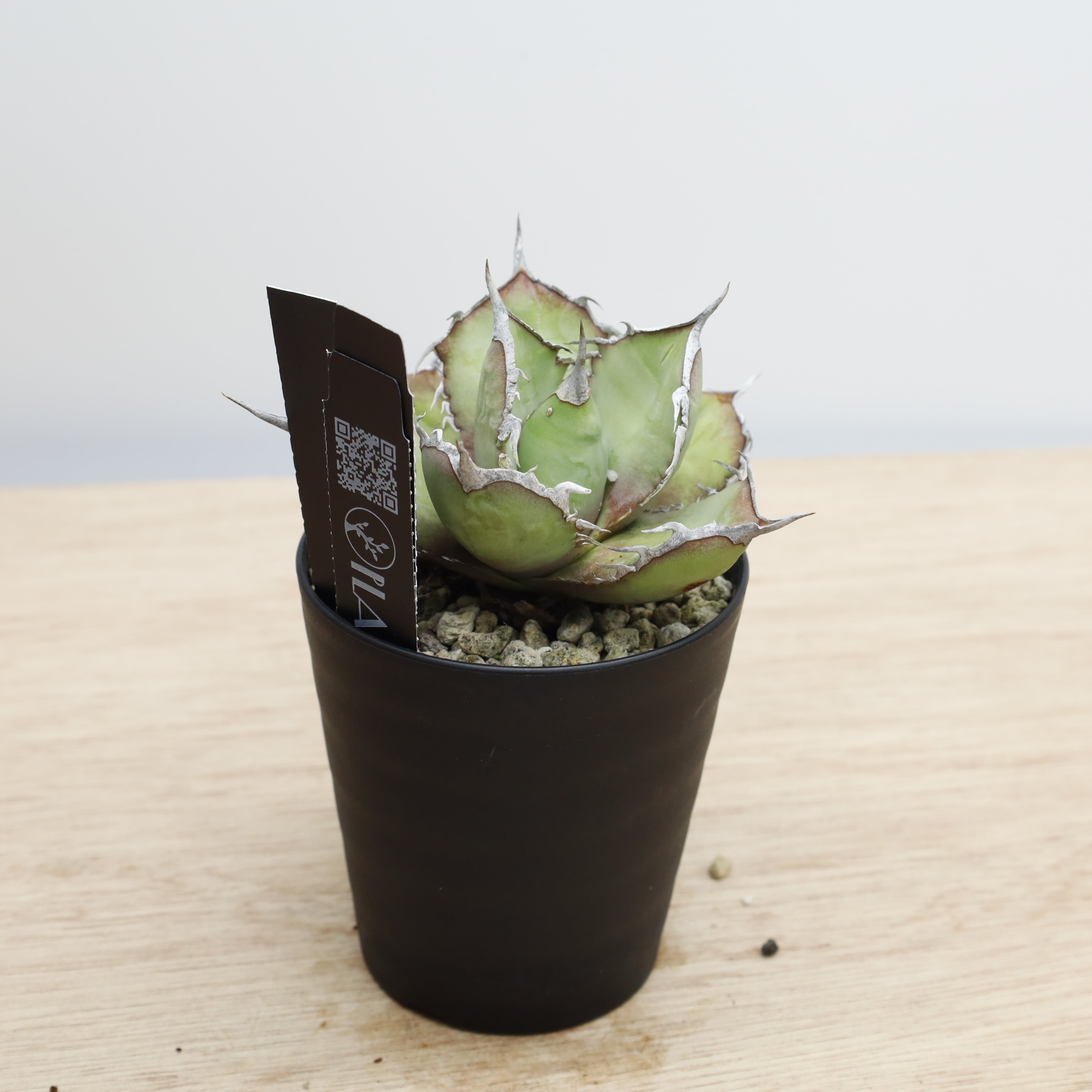 アガベ チタノタ #CF-002 | THE CORE