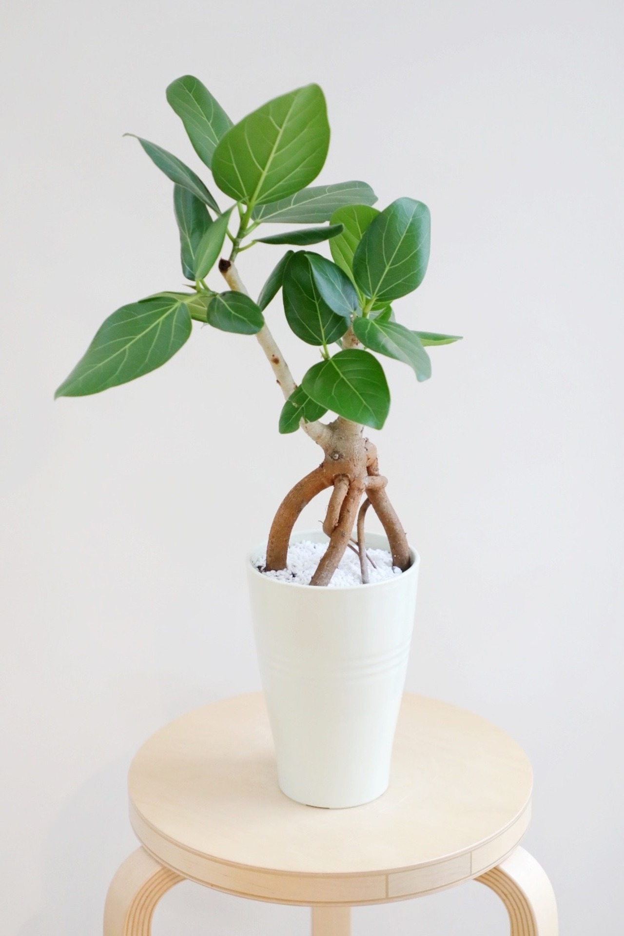 【M】フィカス ベンガレンシス/Ficus