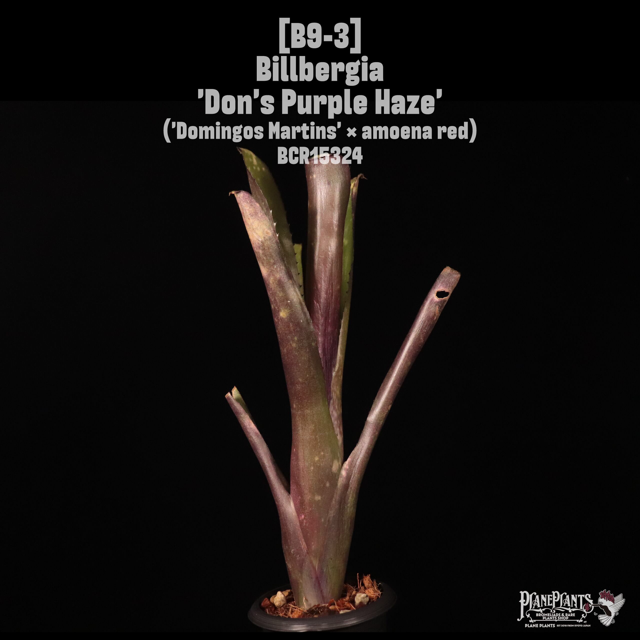 Billbergia 'Don's Purple Haze'〔ビルベルギア〕B9-3