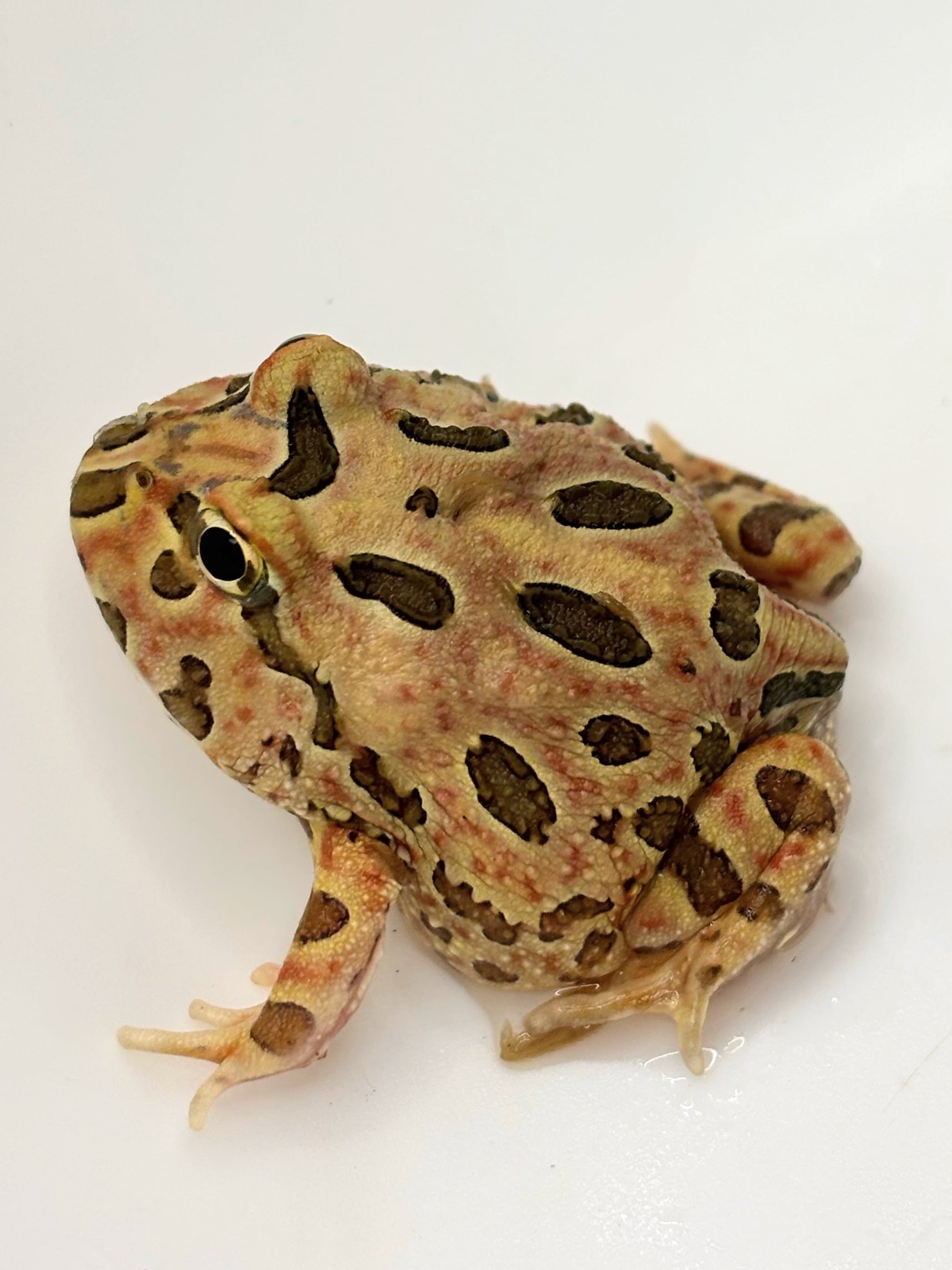 クランウェルツノガエル ブラウン③ 1匹 | まるころ商店〜まるくて